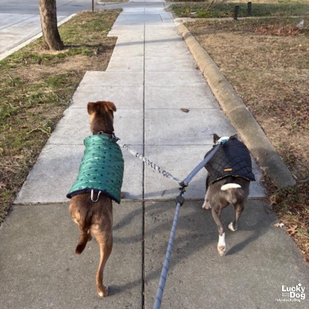 Enlarge Raybans, a Adoptable mixed breed in Washington, DC image 3/3