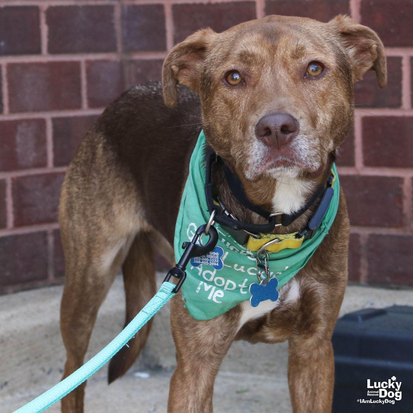 Enlarge Raybans, a Adoptable mixed breed in Washington, DC image 1/3