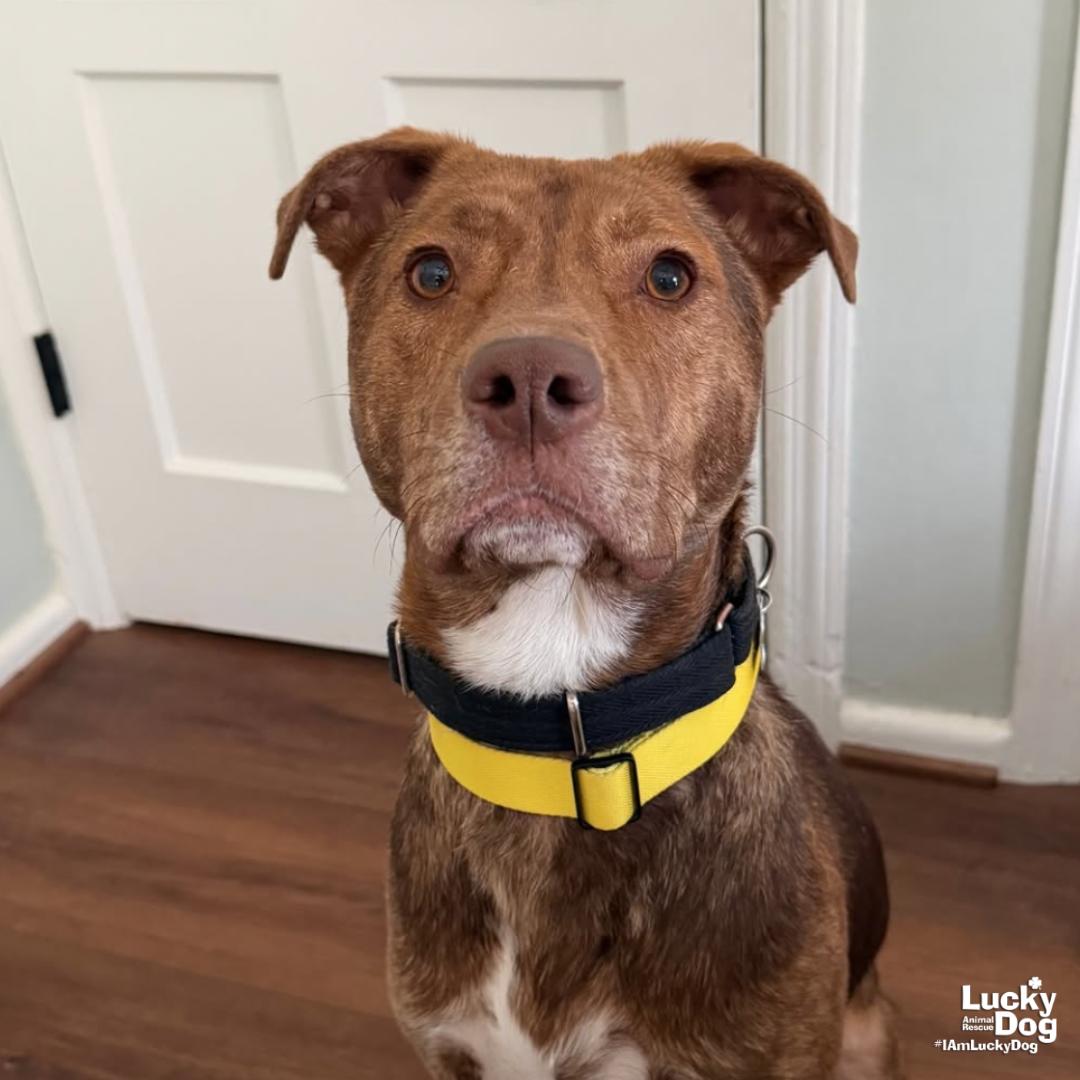 Raybans, a Adoptable mixed breed in Washington, DC image 1/3