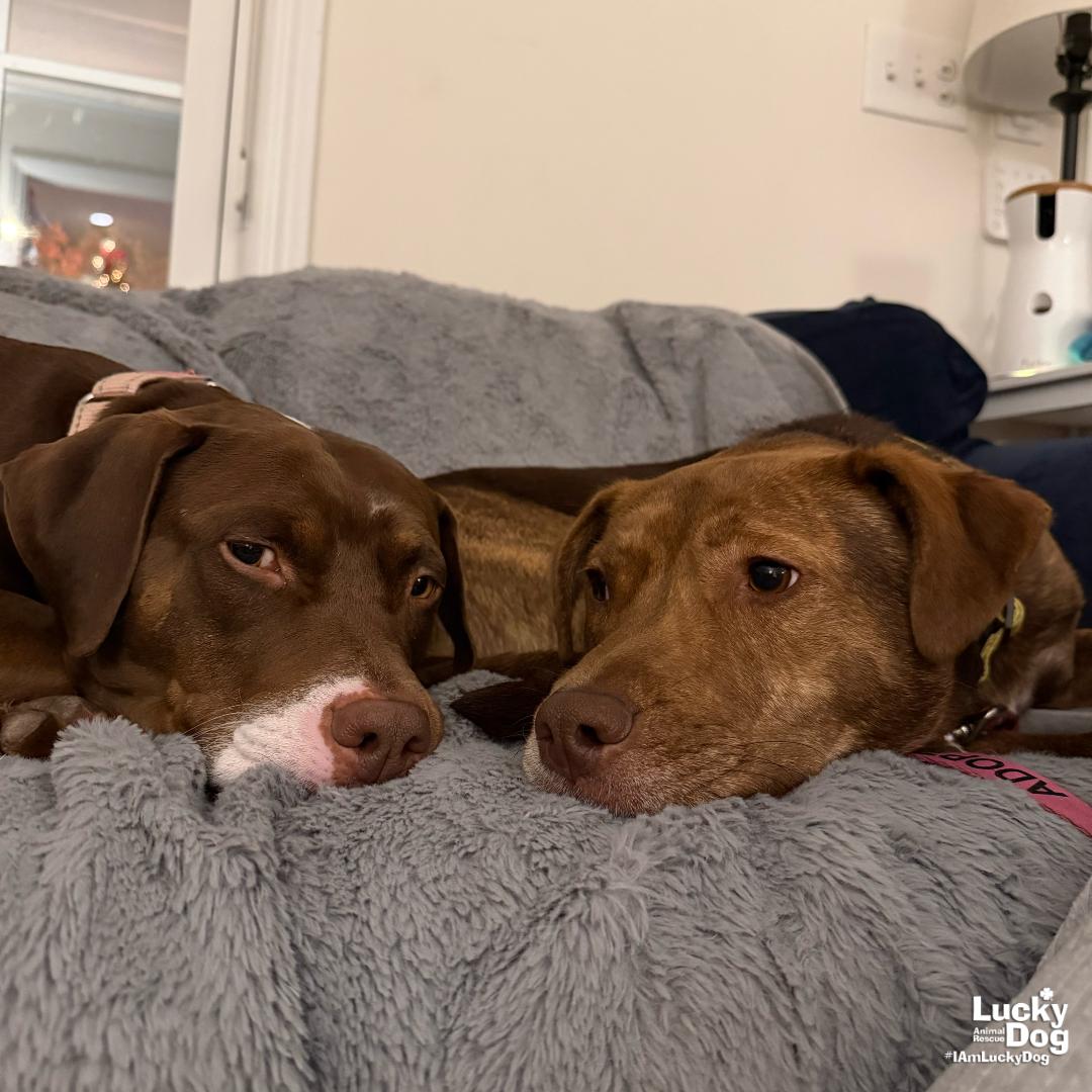 Raybans, Adoptable, Young Male Shepherd & Labrador Retriever.