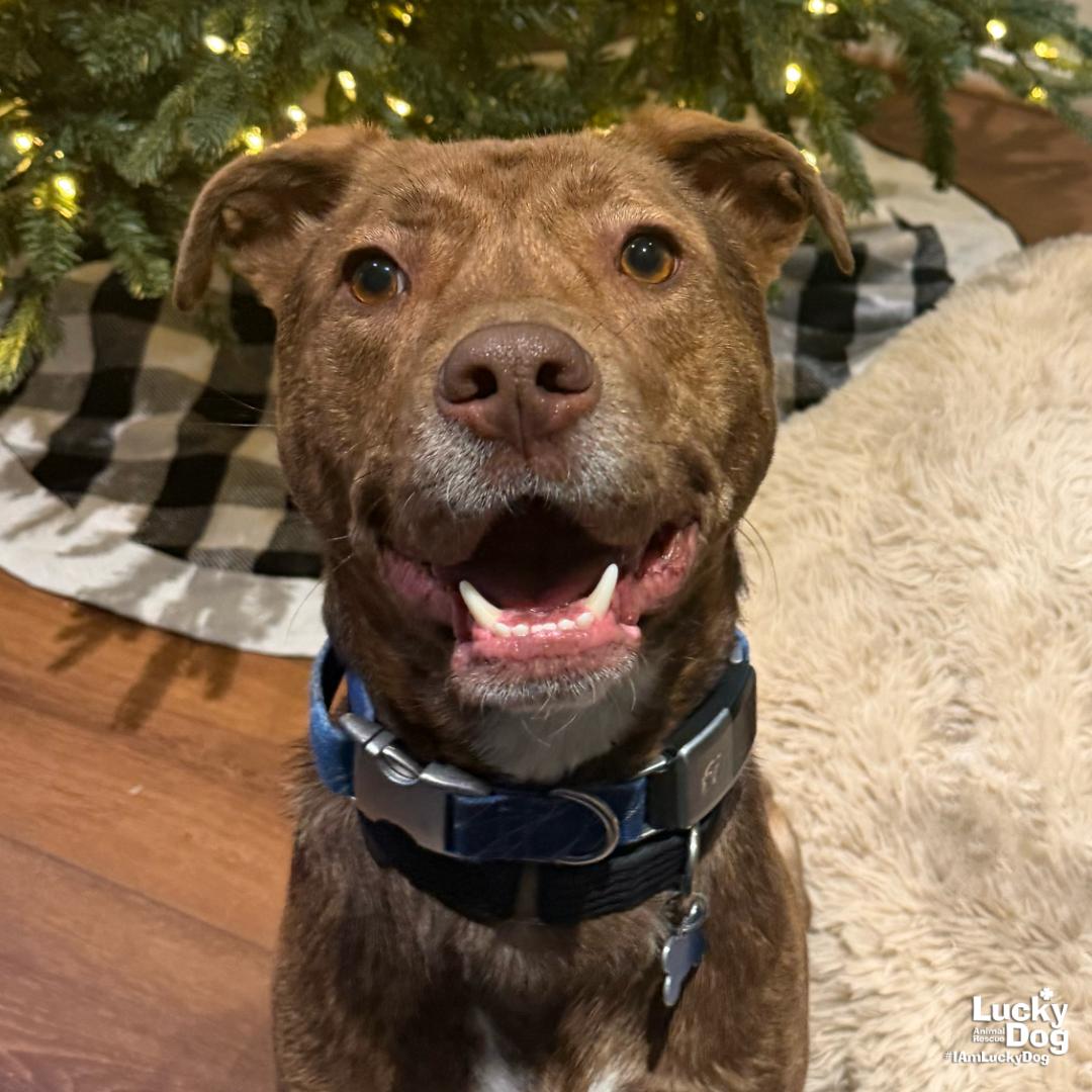 Enlarge Raybans, a Adoptable mixed breed in Washington, DC image 3/3