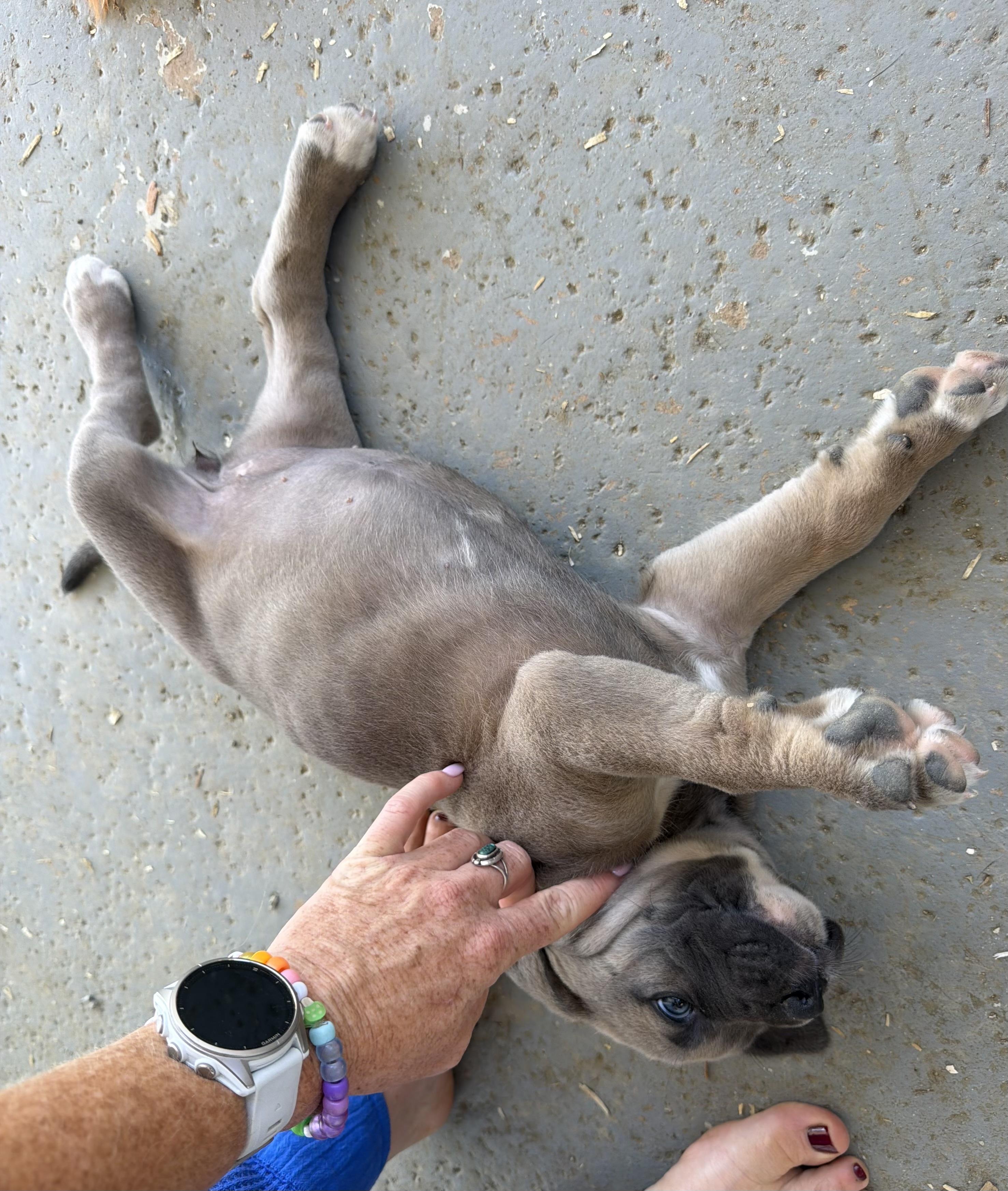 Enlarge ZEENA, an adopted mixed breed in Sherman Oaks, CA image 3/3