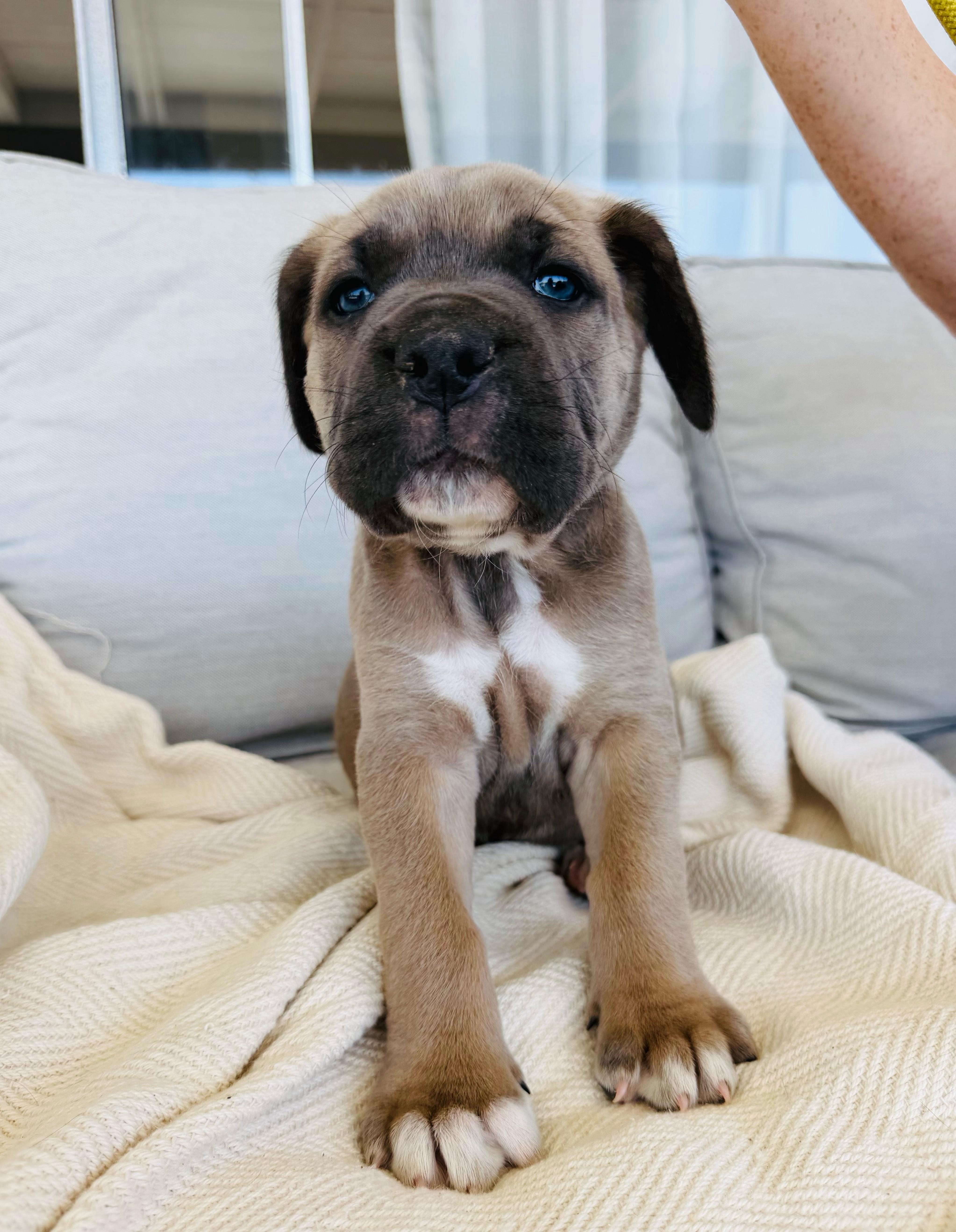 ZEENA, adopted, Puppy Female Neapolitan Mastiff & Cane Corso.