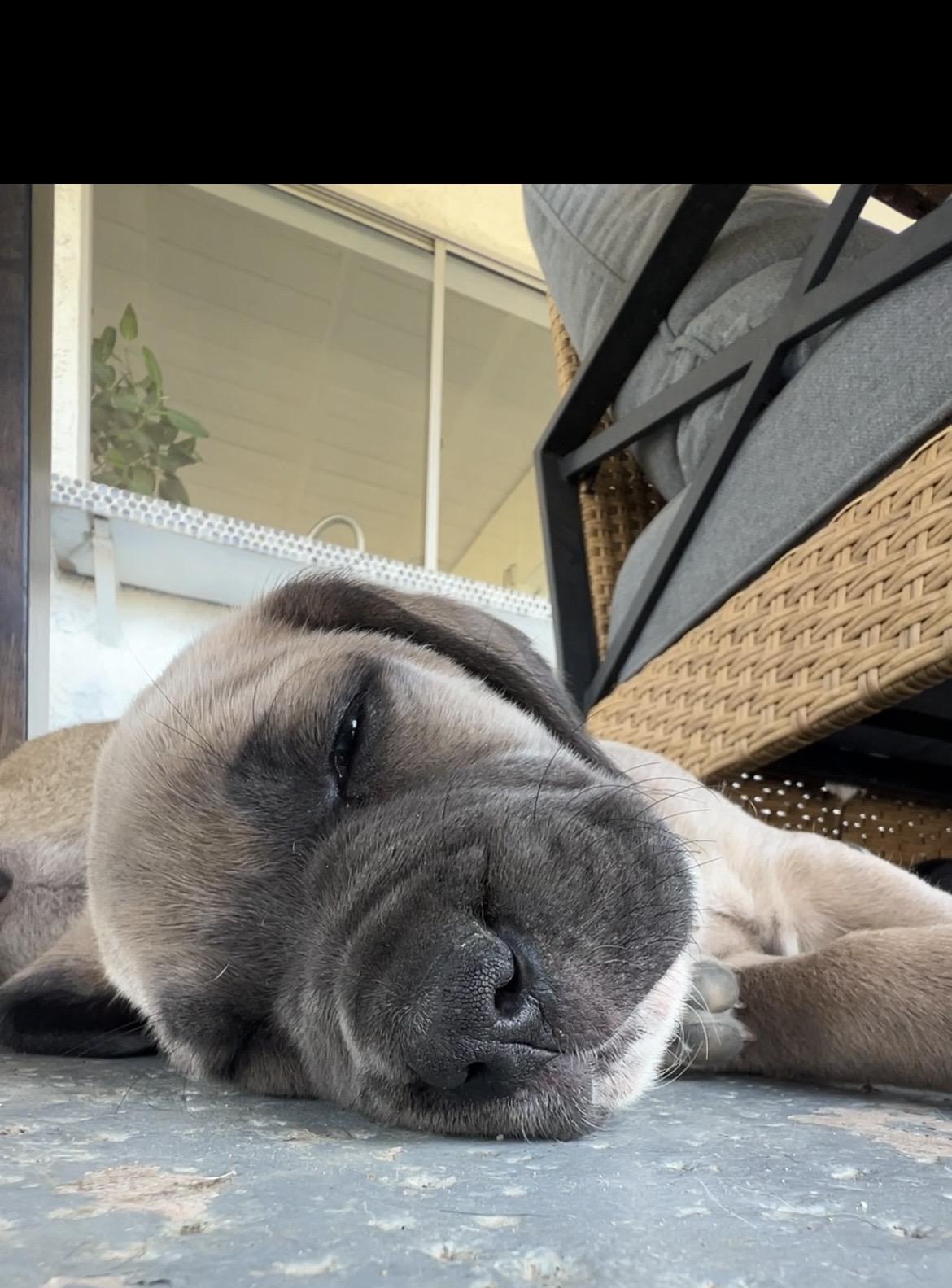 Enlarge ZEENA, an adopted mixed breed in Sherman Oaks, CA image 2/3