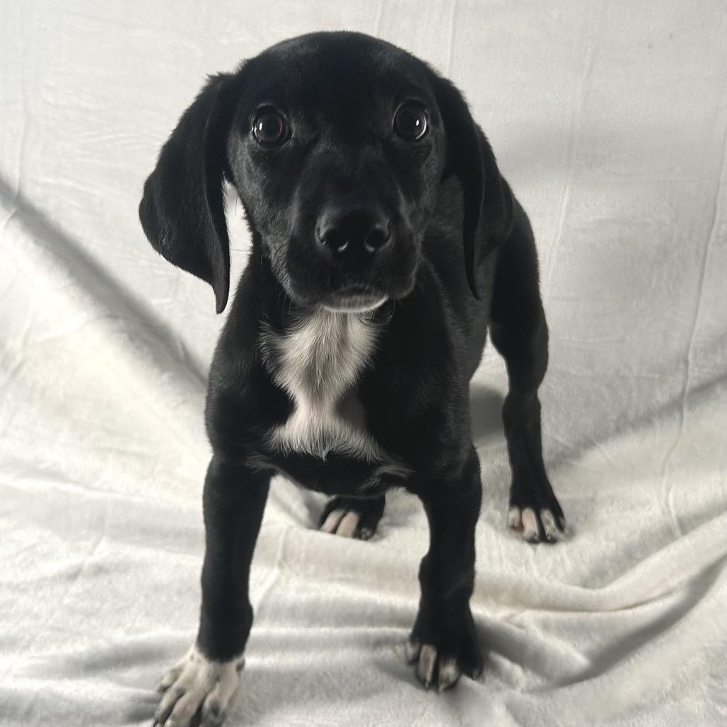 Tina Fey, Adoptable, Puppy Female Retriever.
