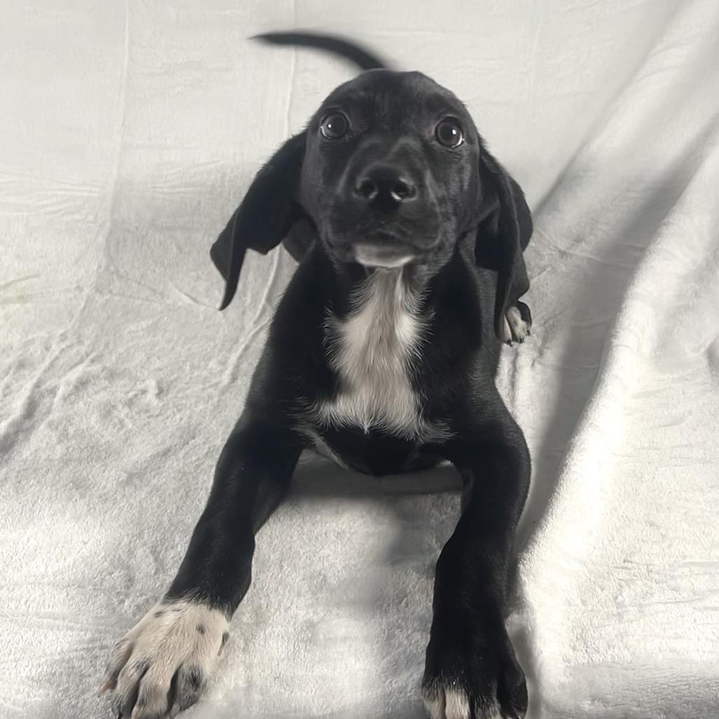 Enlarge Tina Fey, a Adoptable mixed breed in Johnson City, TN image 2/5