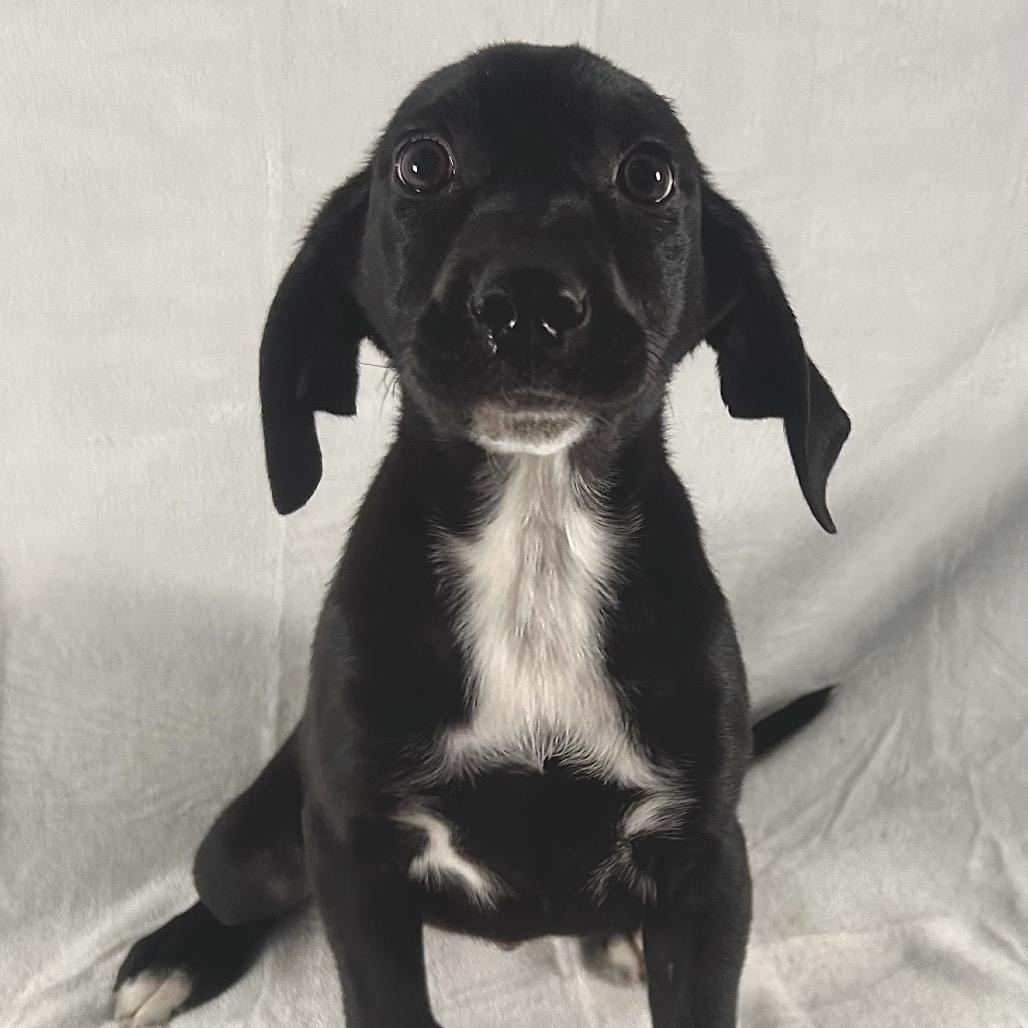 Enlarge Tina Fey, a Adoptable mixed breed in Johnson City, TN image 3/5