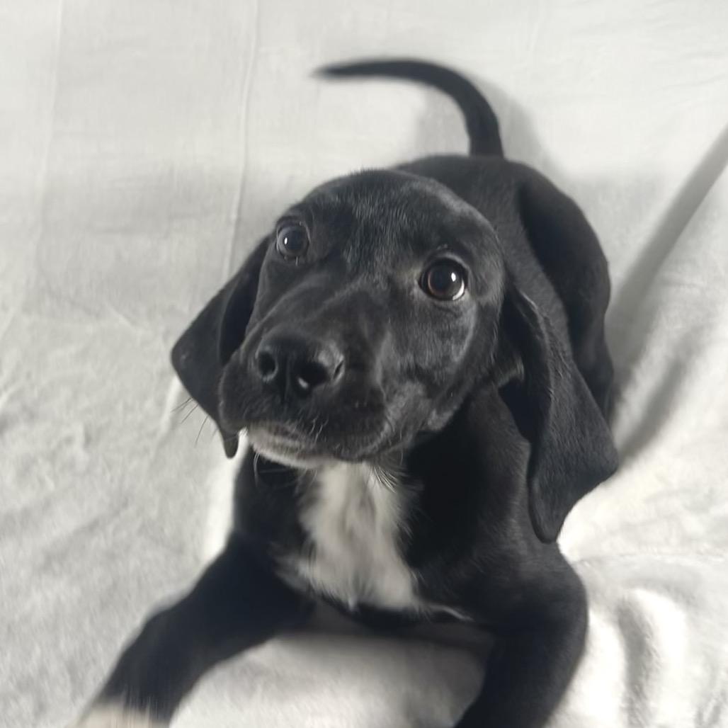 Enlarge Tina Fey, a Adoptable mixed breed in Johnson City, TN image 5/5