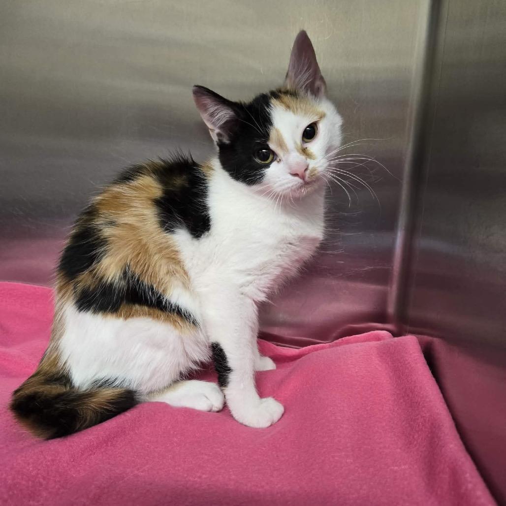 Enlarge Mindy, a Adoptable Domestic Short Hair in Newport, TN image 1/3