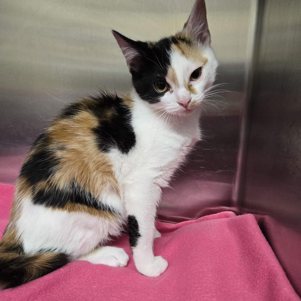 Enlarge Mindy, a Adoptable Domestic Short Hair in Newport, TN image 2/3