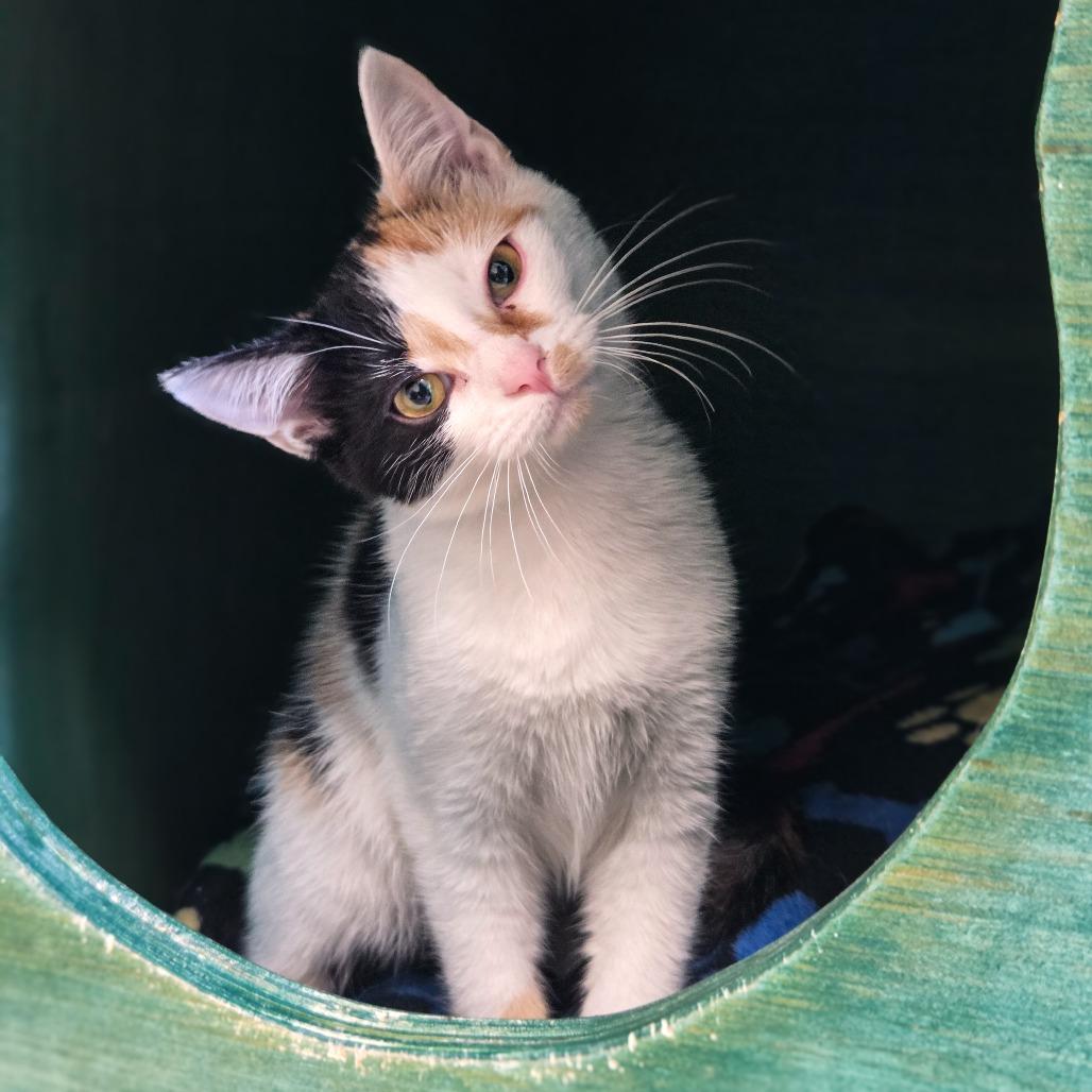 Enlarge Mindy, a Adoptable Domestic Short Hair in Newport, TN image 3/3