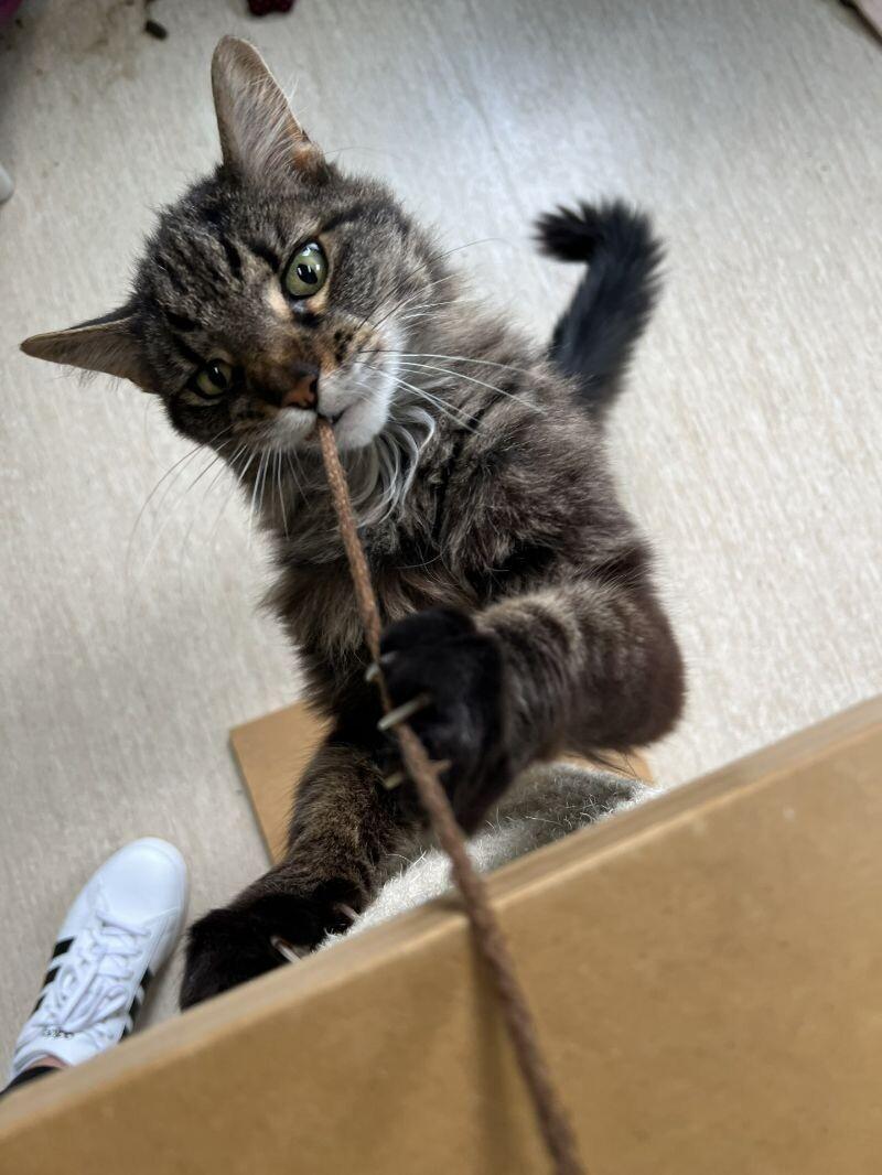 Buster, Adoptable, Senior Male Domestic Medium Hair.