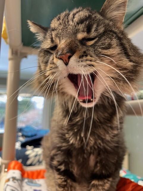 Enlarge Buster, a Adoptable Domestic Medium Hair in Arlington, WA image 2/6