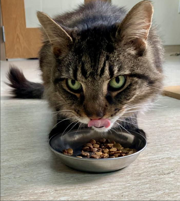 Enlarge Buster, a Adoptable Domestic Medium Hair in Arlington, WA image 3/6