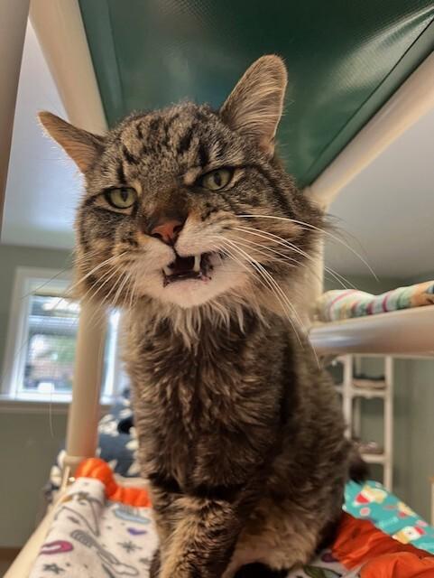 Enlarge Buster, a Adoptable Domestic Medium Hair in Arlington, WA image 4/6