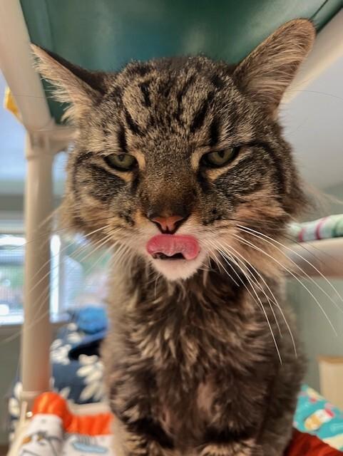 Enlarge Buster, a Adoptable Domestic Medium Hair in Arlington, WA image 5/6