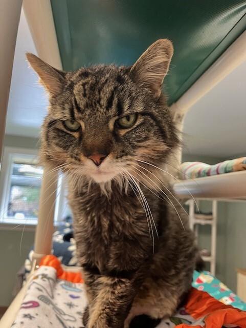 Enlarge Buster, a Adoptable Domestic Medium Hair in Arlington, WA image 6/6
