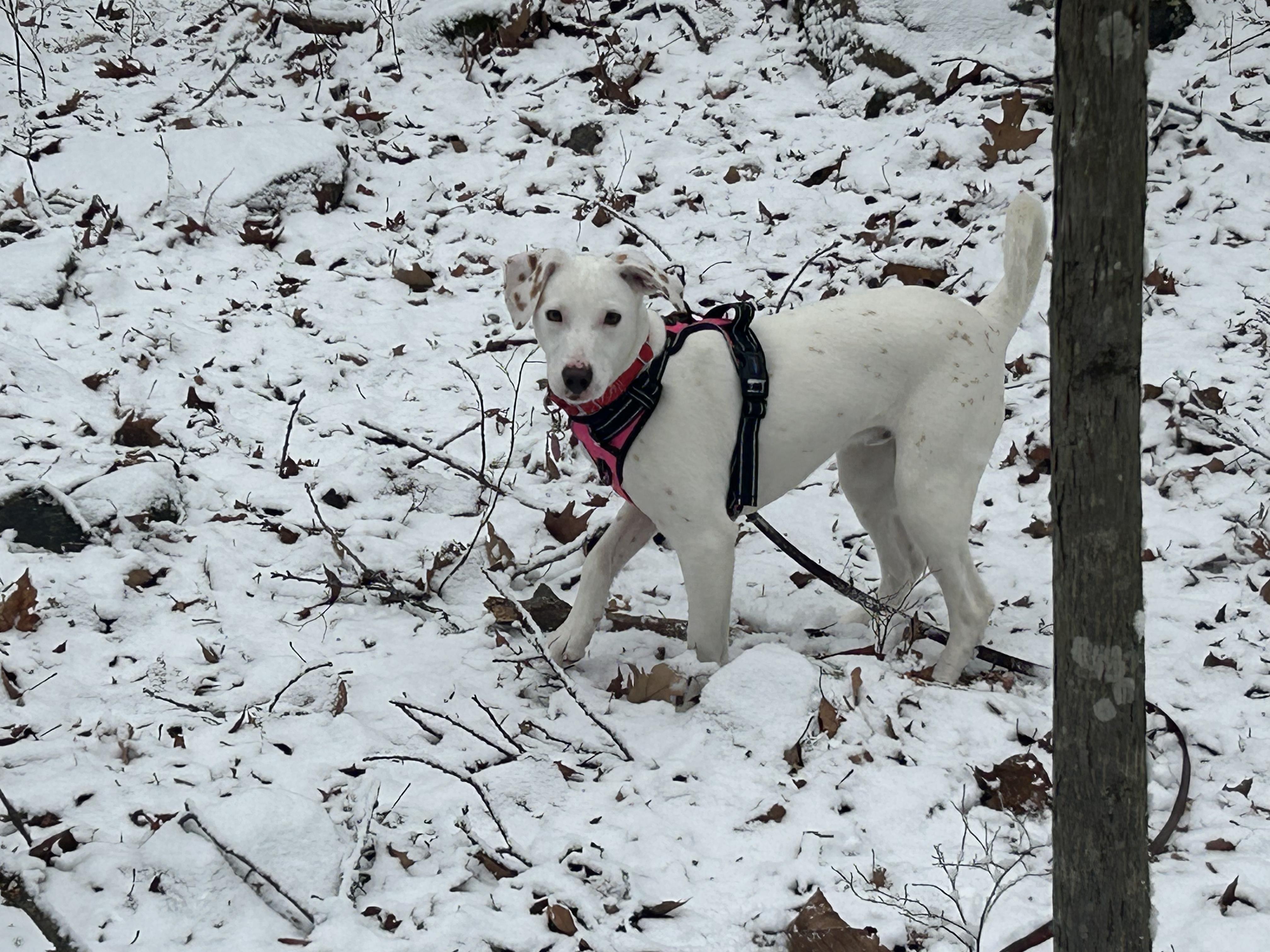 Enlarge Buttermilk Biscuit- COME MEET!, a Adoptable mixed breed in Medfield, MA image 2/5