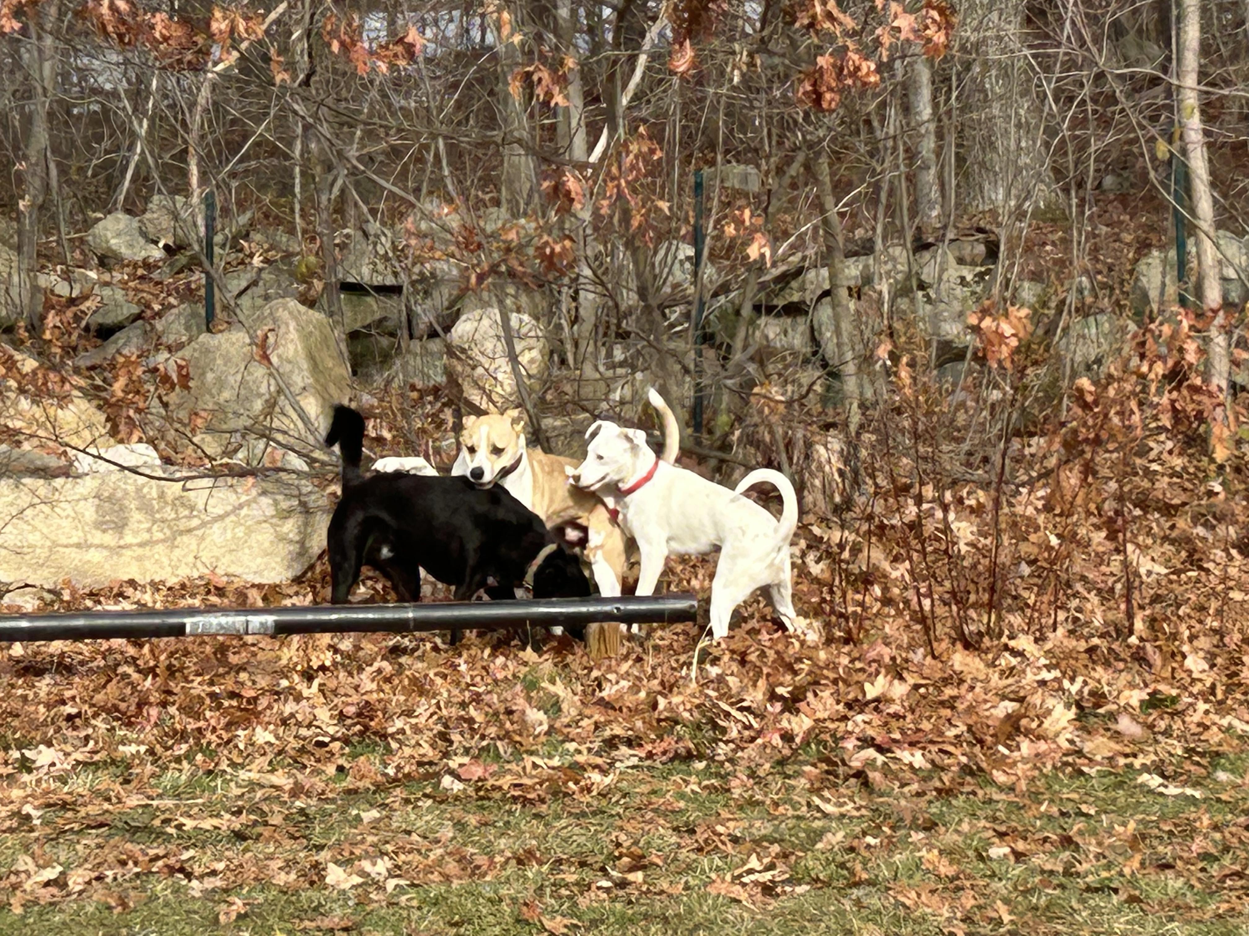 Enlarge Buttermilk Biscuit- COME MEET!, a Adoptable mixed breed in Medfield, MA image 3/5