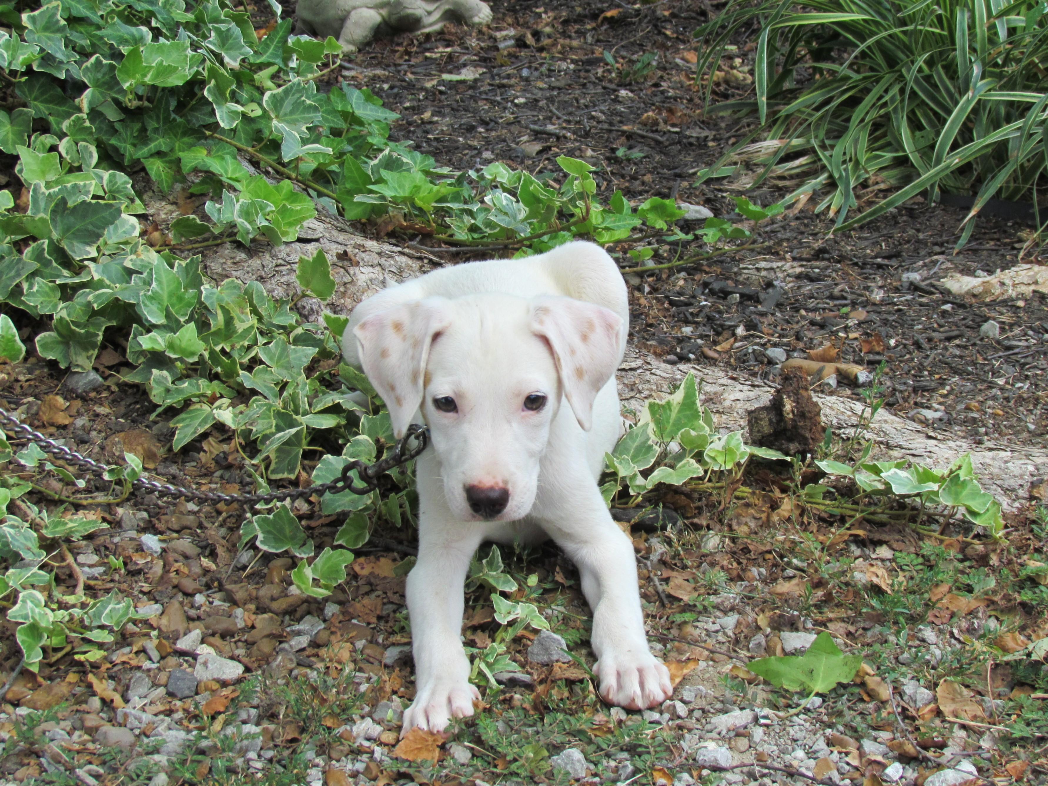 Enlarge Buttermilk Biscuit- COME MEET!, a Adoptable mixed breed in Medfield, MA image 3/6