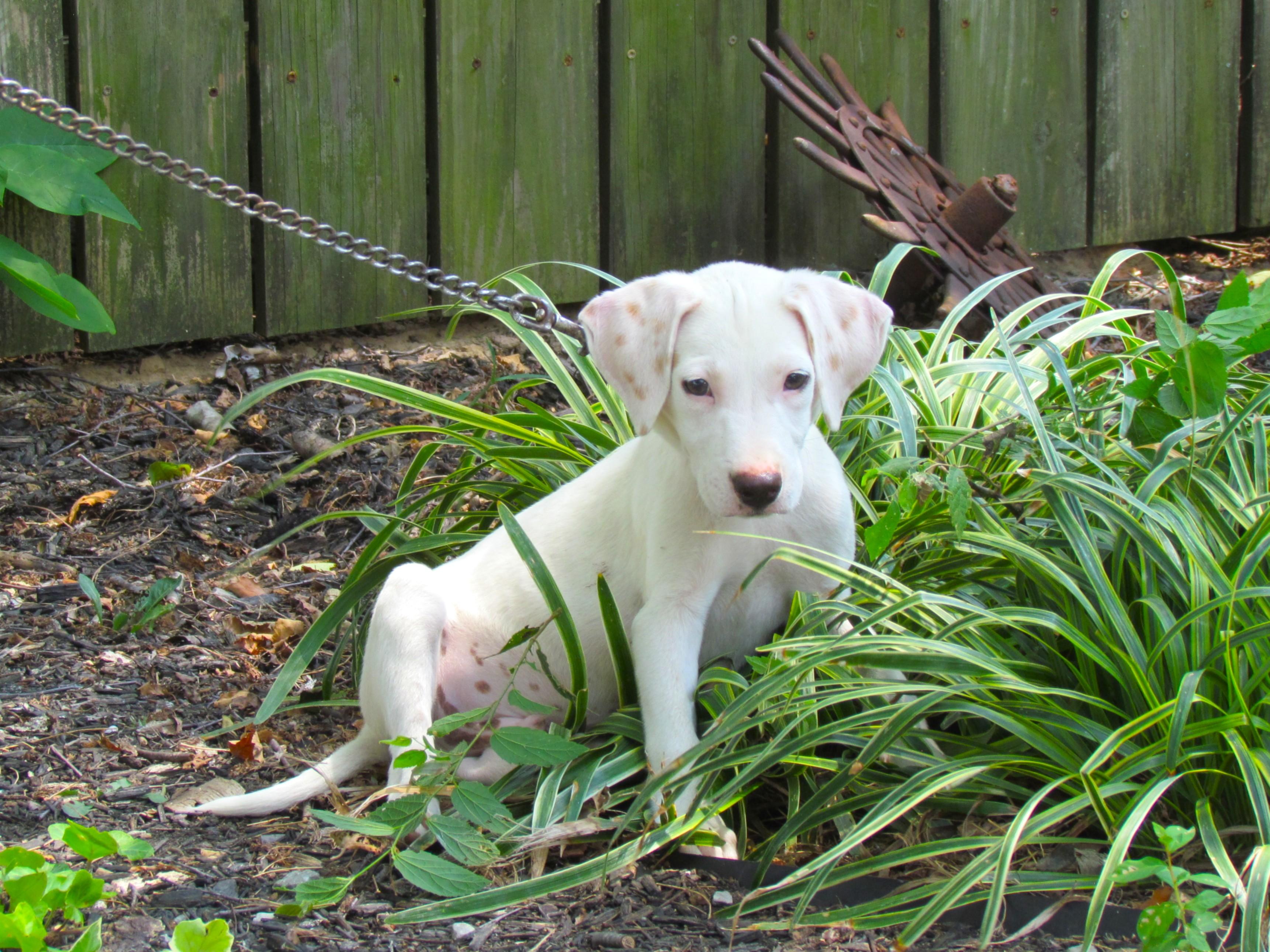 Buttermilk Biscuit- COME MEET!, Adoptable, Young Male Terrier.