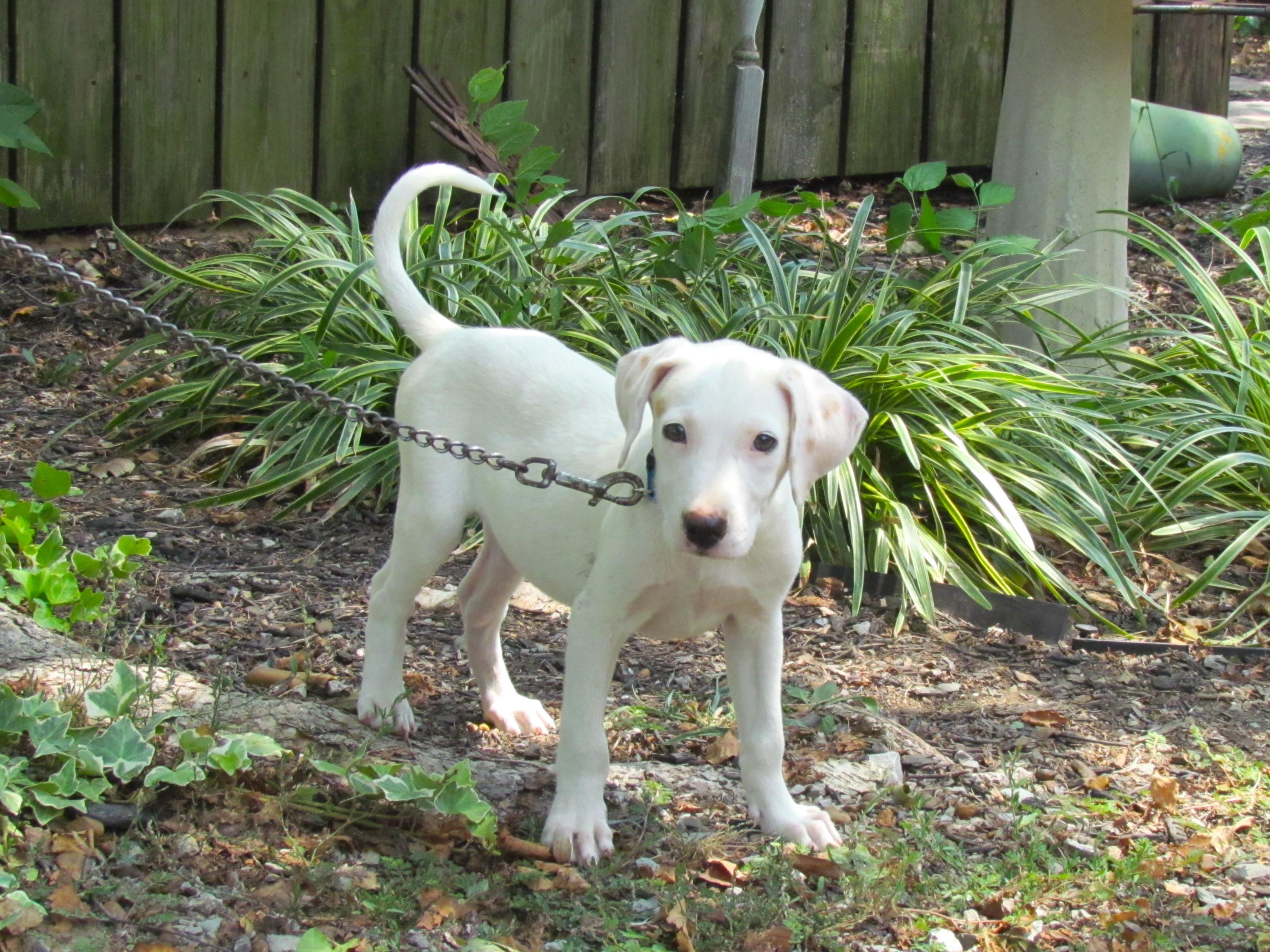 Enlarge Buttermilk Biscuit- COME MEET!, a Adoptable mixed breed in Medfield, MA image 4/6
