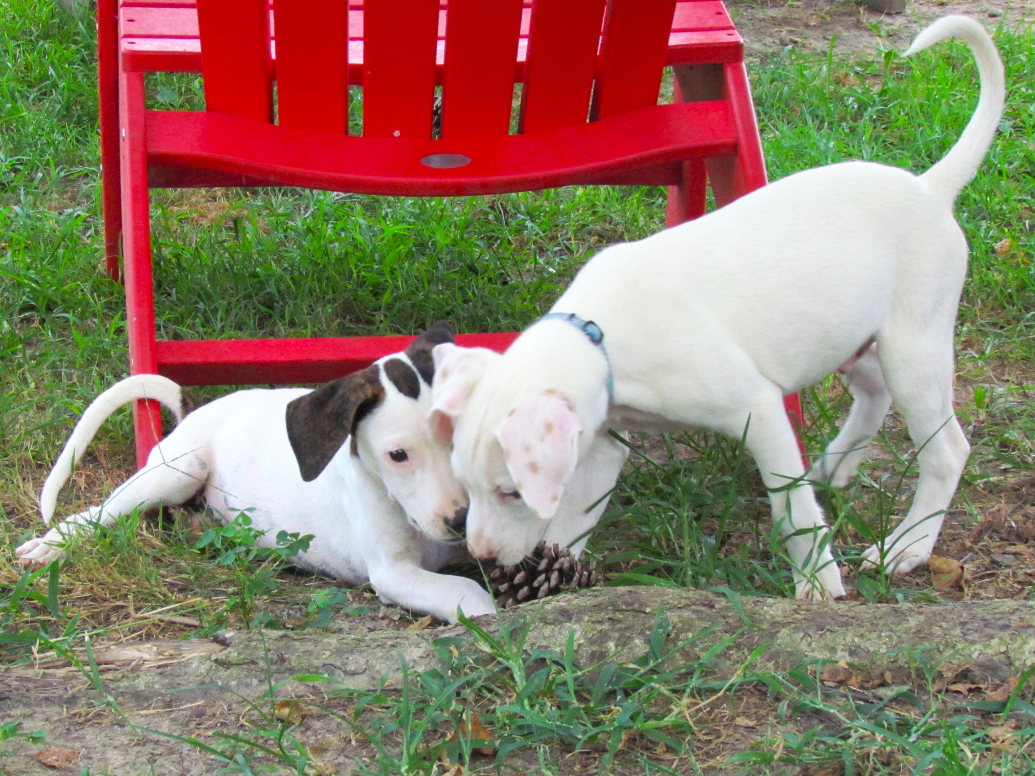 Enlarge Buttermilk Biscuit- COME MEET!, a Adoptable mixed breed in Medfield, MA image 5/6
