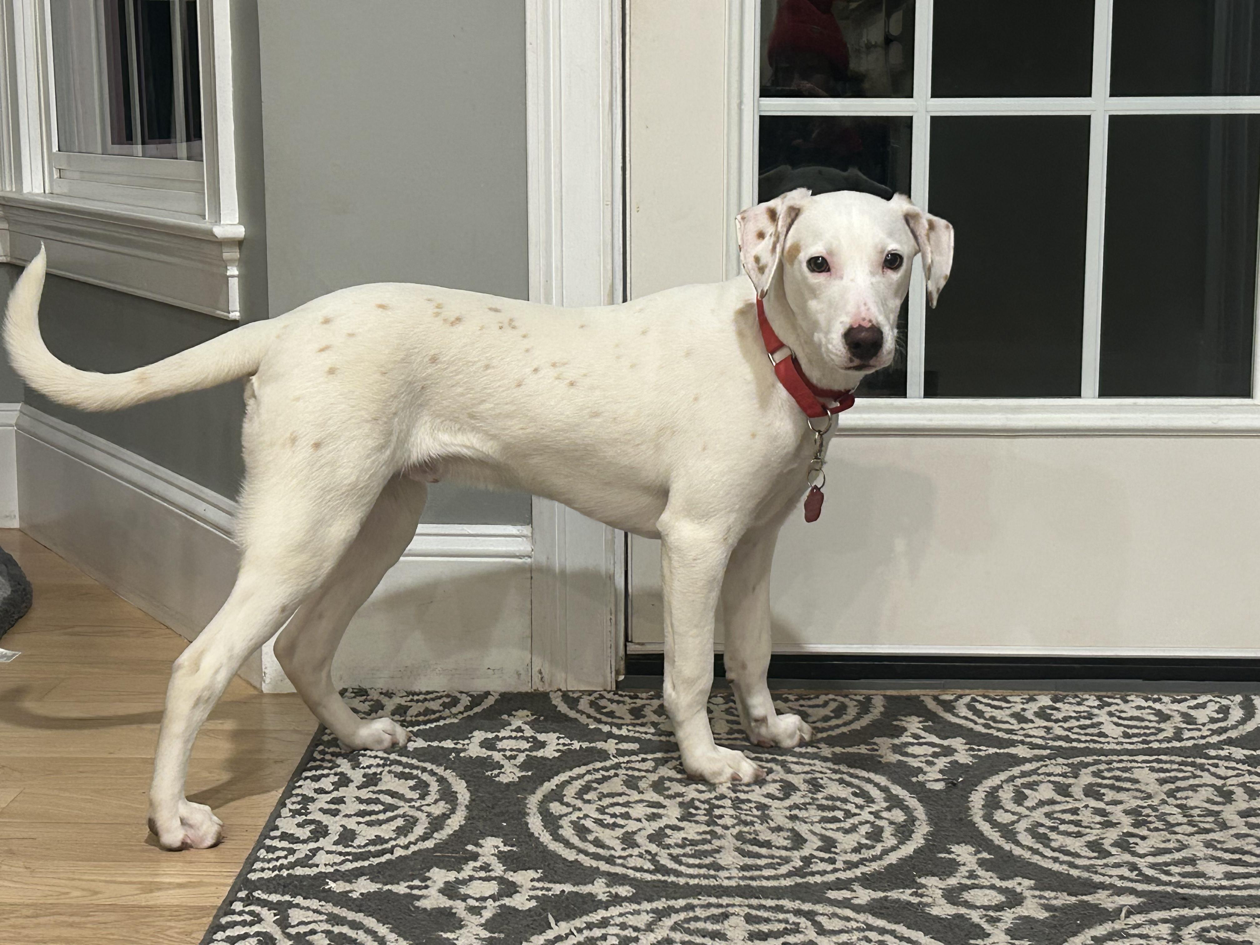 Enlarge Buttermilk Biscuit- COME MEET!, a Adoptable mixed breed in Medfield, MA image 1/5