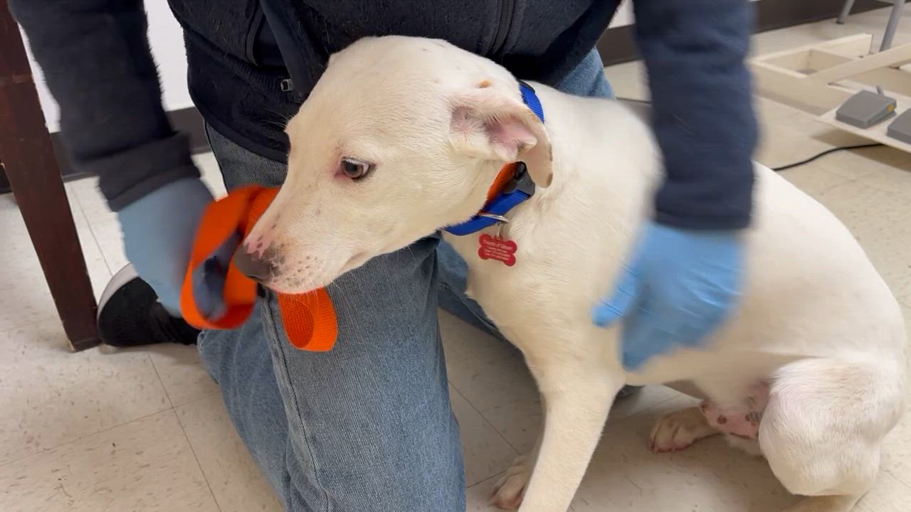 Enlarge Buttermilk Biscuit- COME MEET!, a Adoptable mixed breed in Medfield, MA video 2/6