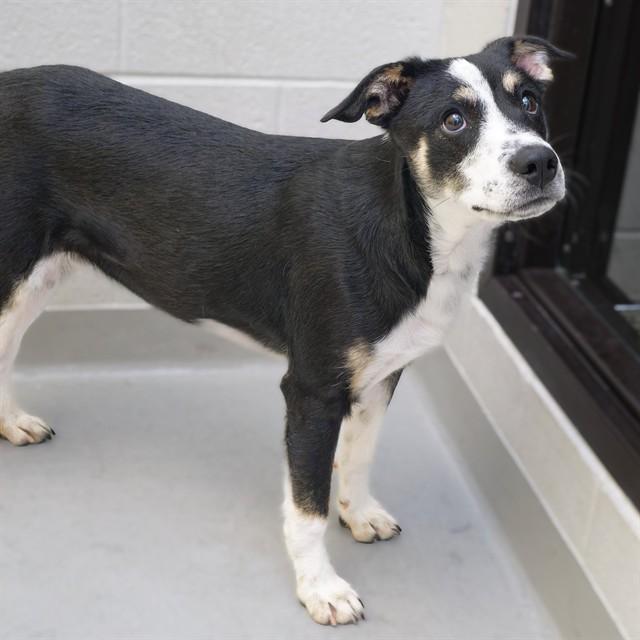 Enlarge MELROSE, a Adoptable mixed breed in Cookeville, TN image 1/1