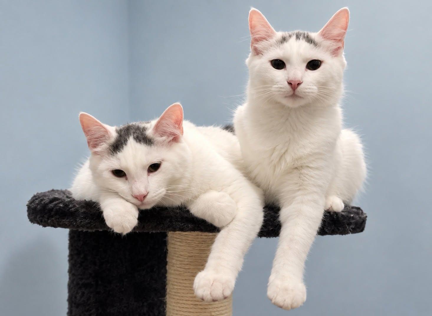 Enlarge Fluffer Nutter, a Adoptable Domestic Long Hair in Naugatuck, CT image 3/3