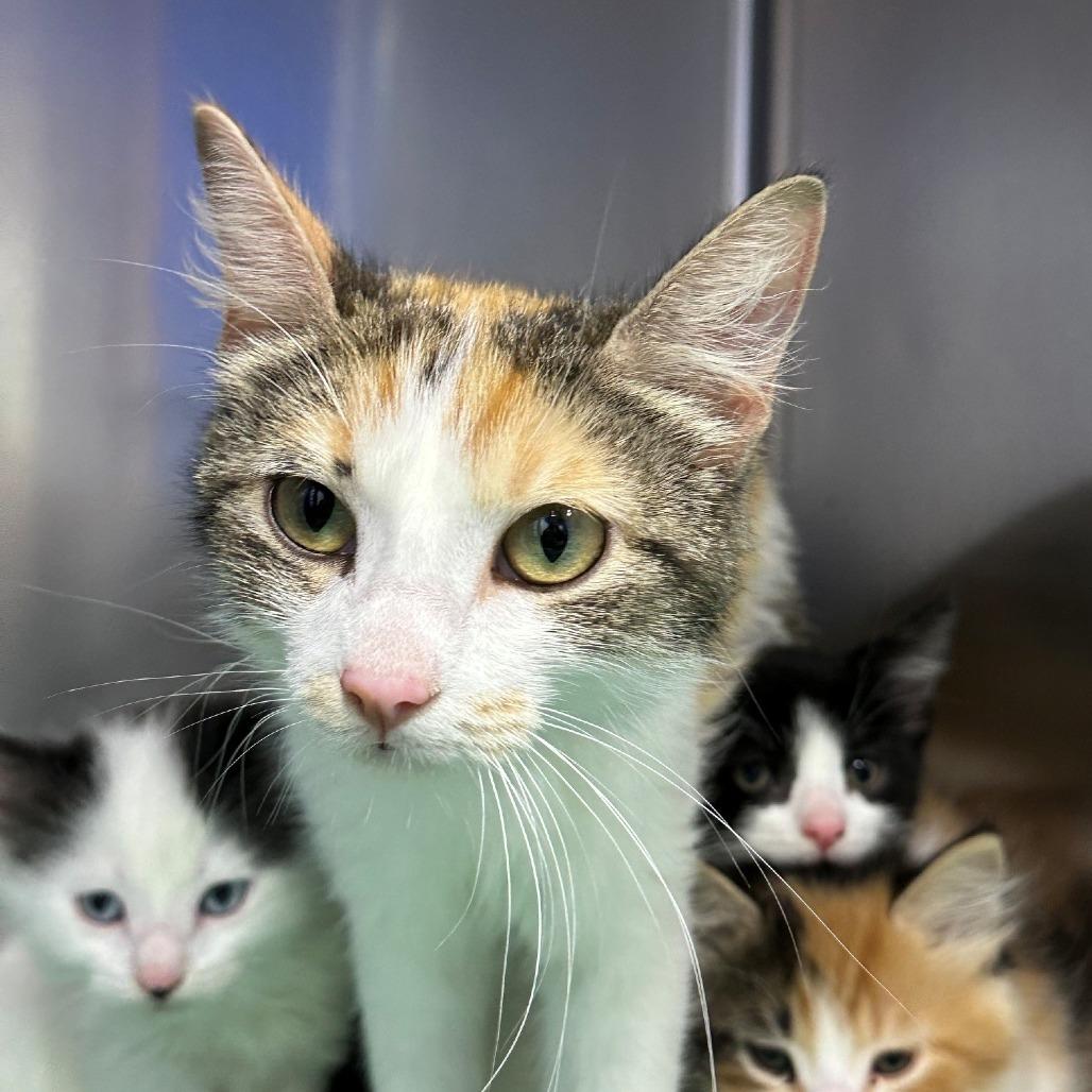 Enlarge Callie, a Adoptable Domestic Medium Hair in Coos Bay, OR image 1/1