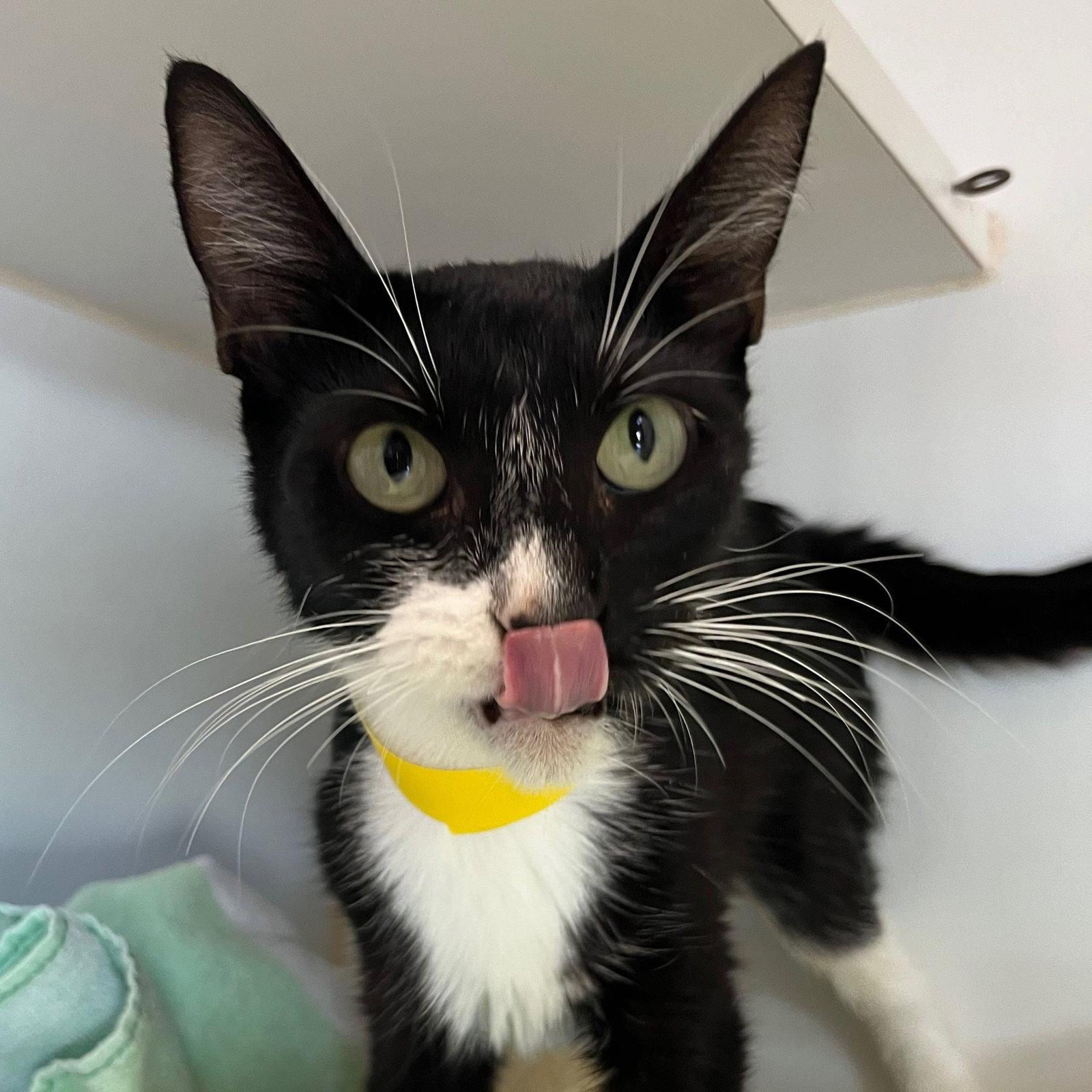 Persephone, Adopted, Kitten Female Domestic Short Hair.