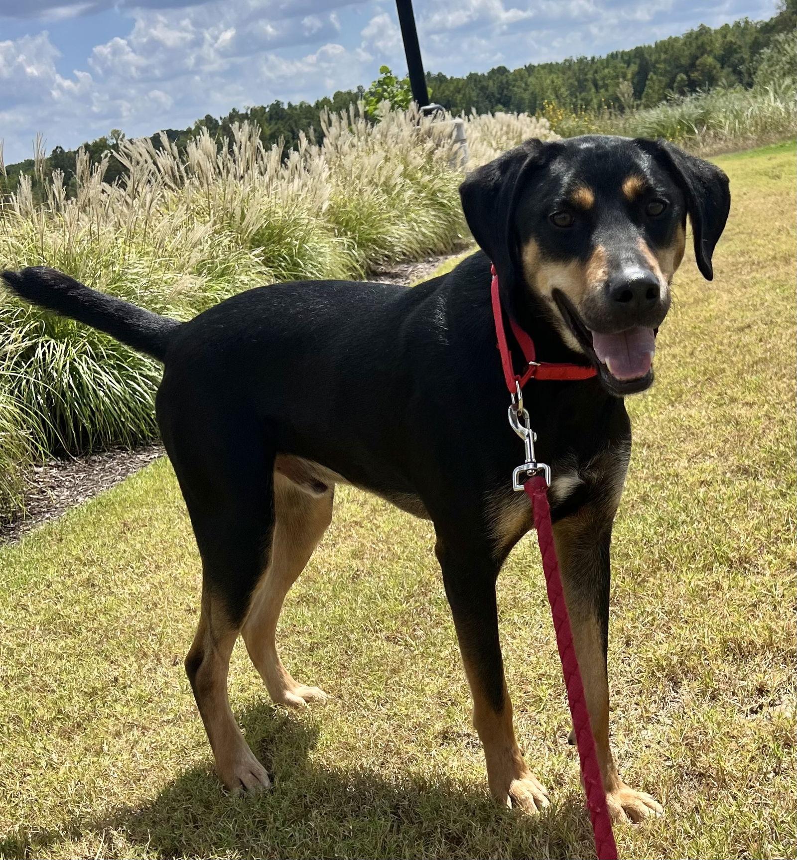 Koda, Adoptable, Young Male Rottweiler & Labrador Retriever.