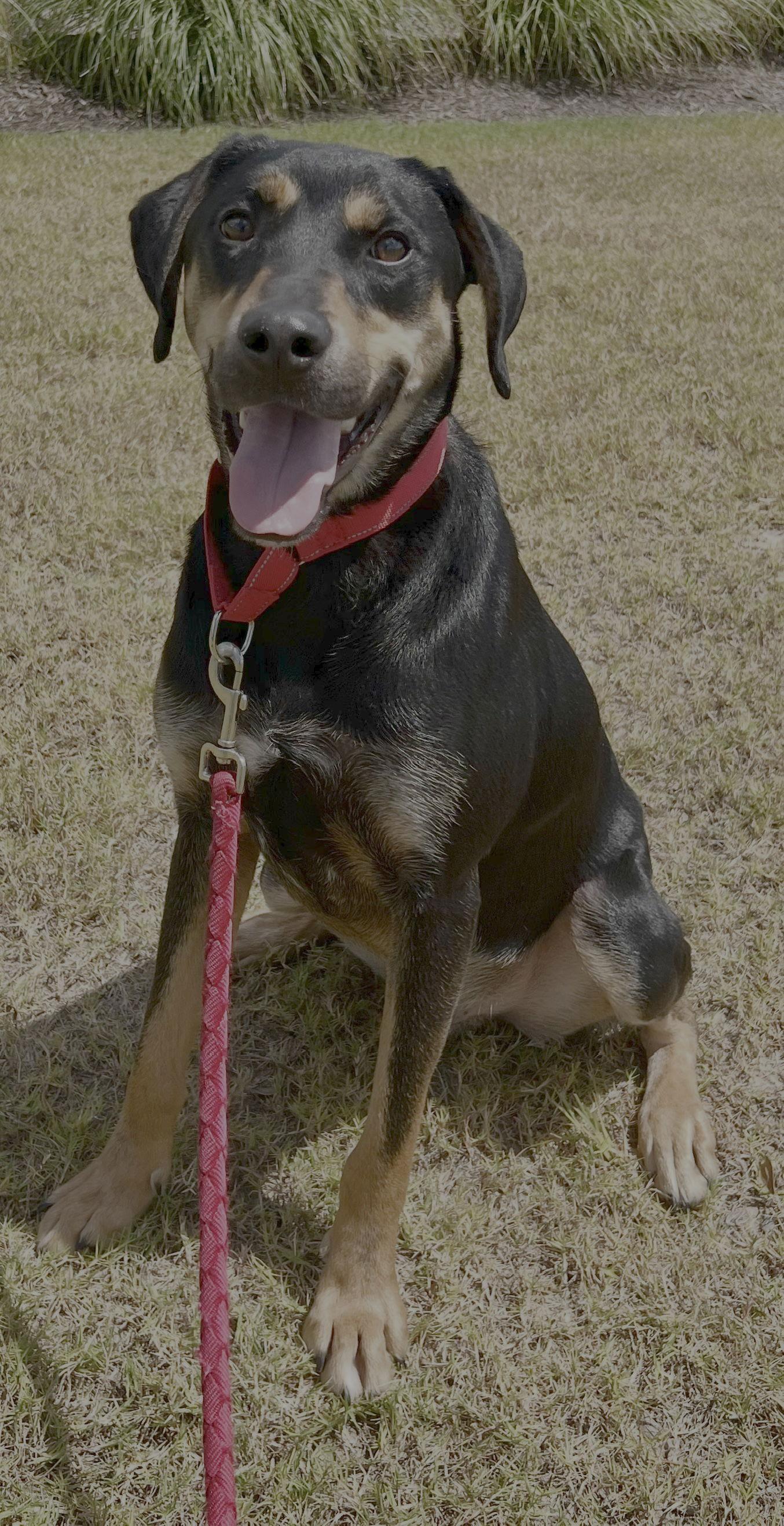 Koda, a Adoptable mixed breed in Munford, TN image 2/3