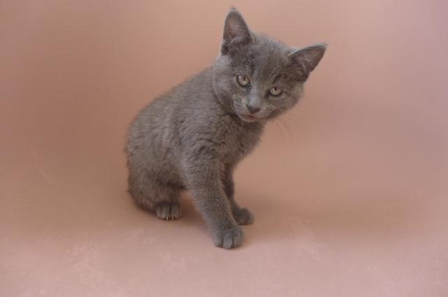 Mercury, a ADOPTABLE mixed breed in Eureka, CA image 2/3