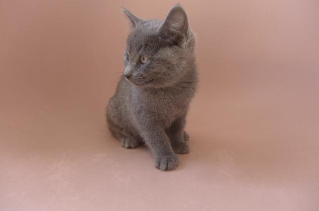 Mercury, a ADOPTABLE mixed breed in Eureka, CA image 3/3