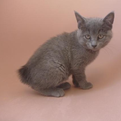 Mercury, ADOPTABLE, Kitten Male Manx.