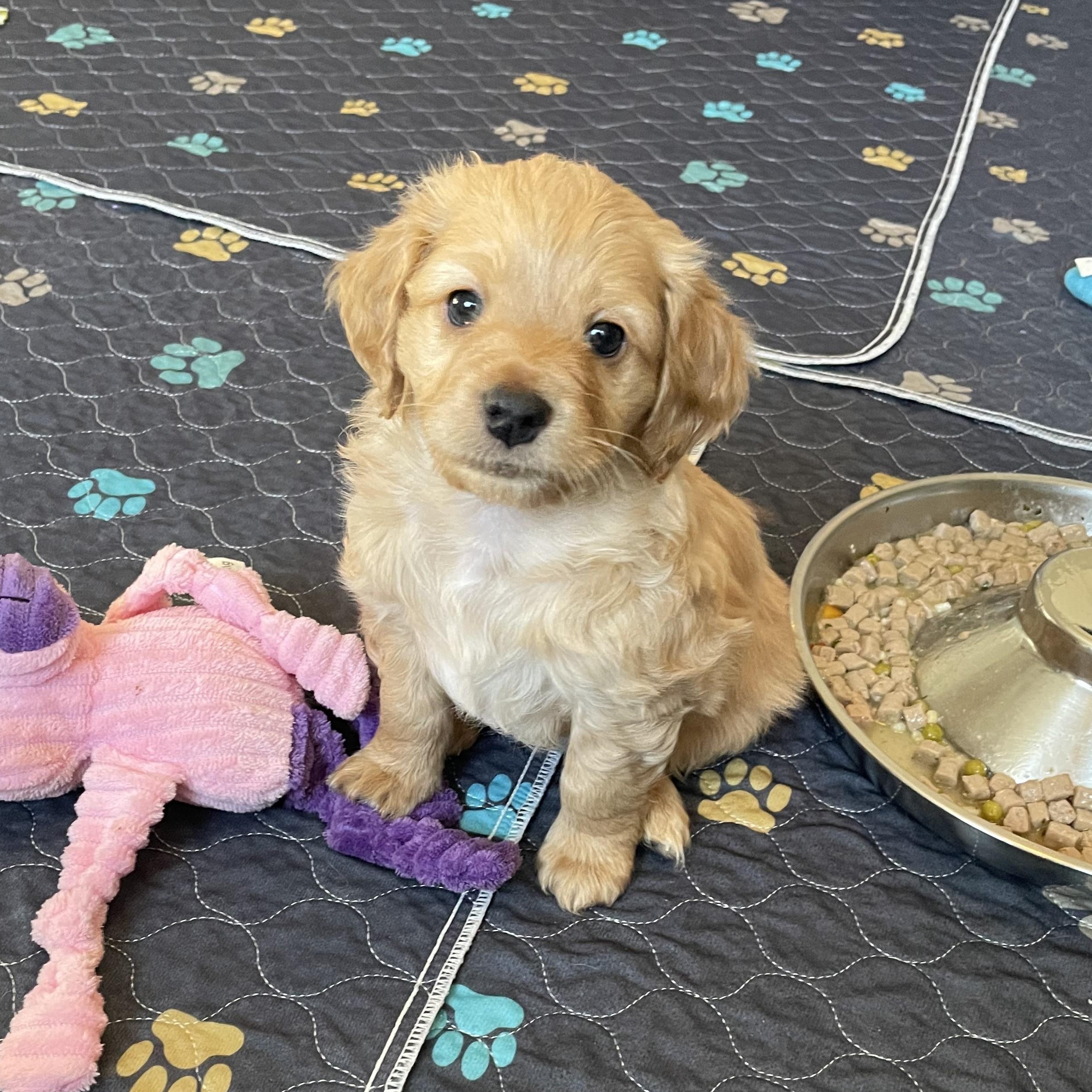 Blain, ADOPTABLE, Puppy Male Dachshund (Long Haired).