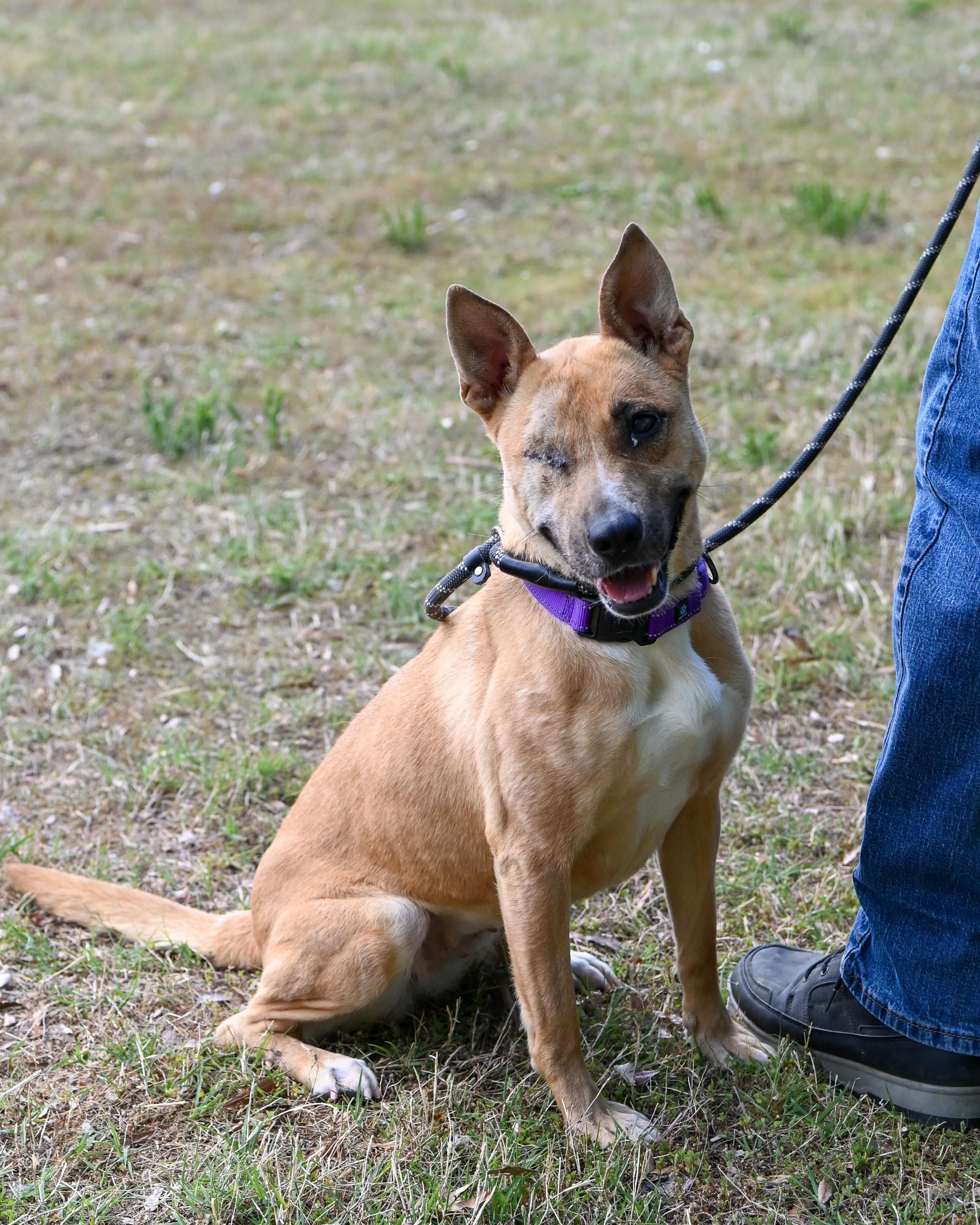 Enlarge Rica, an adoptable mixed breed in Petersburg, VA image 2/6