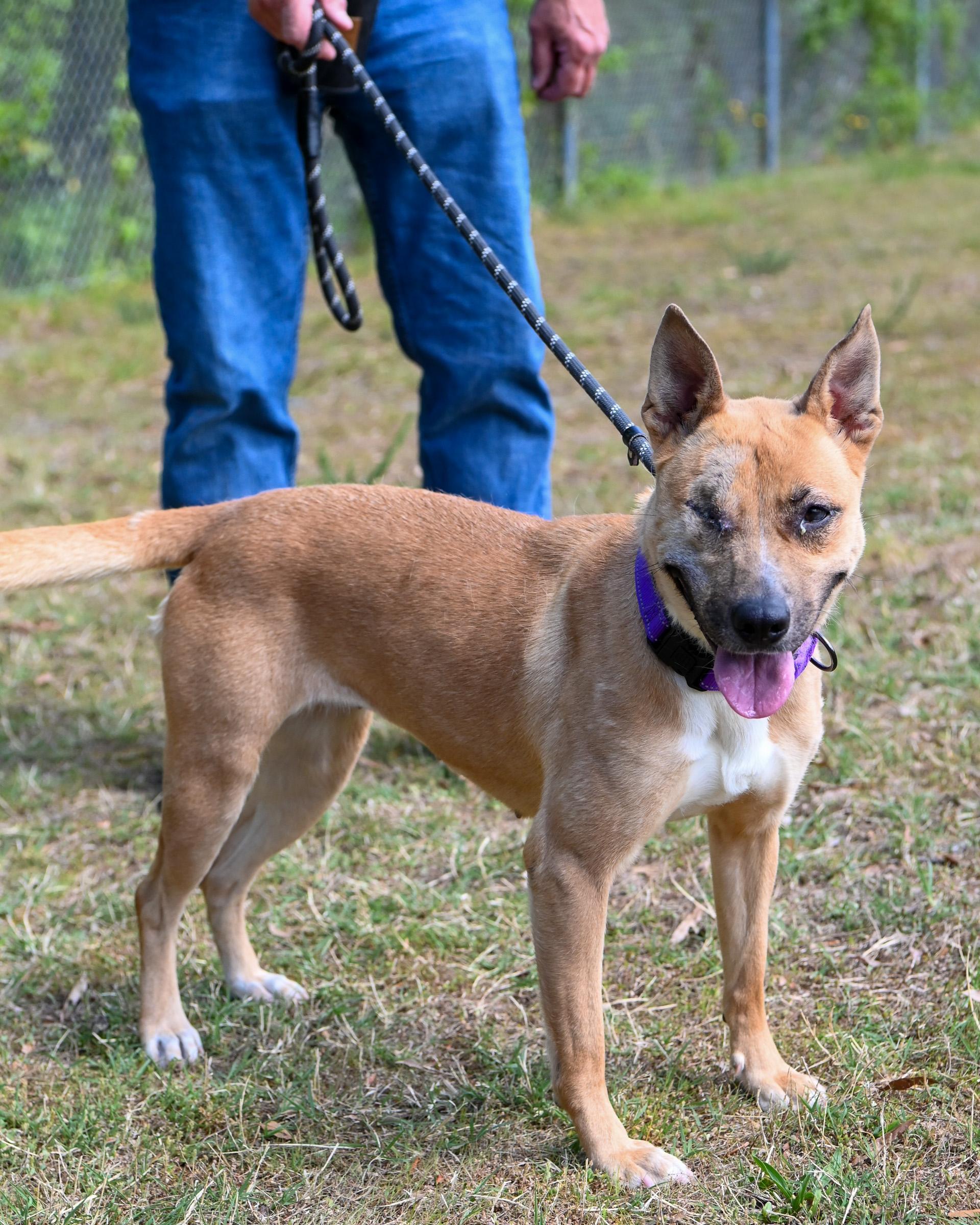 Enlarge Rica, an adoptable mixed breed in Petersburg, VA image 6/6