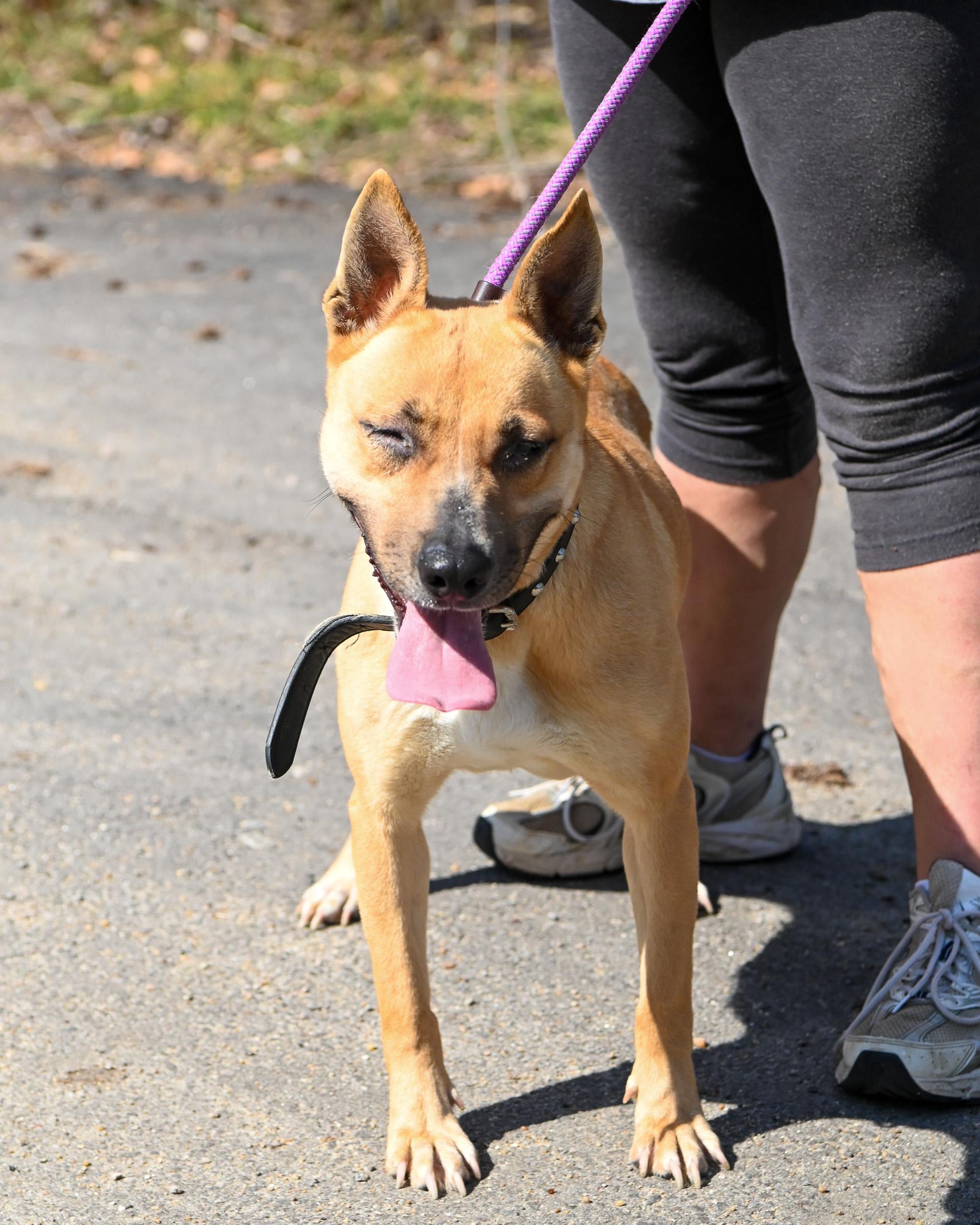Enlarge Rica, a ADOPTABLE mixed breed in Petersburg, VA image 3/6