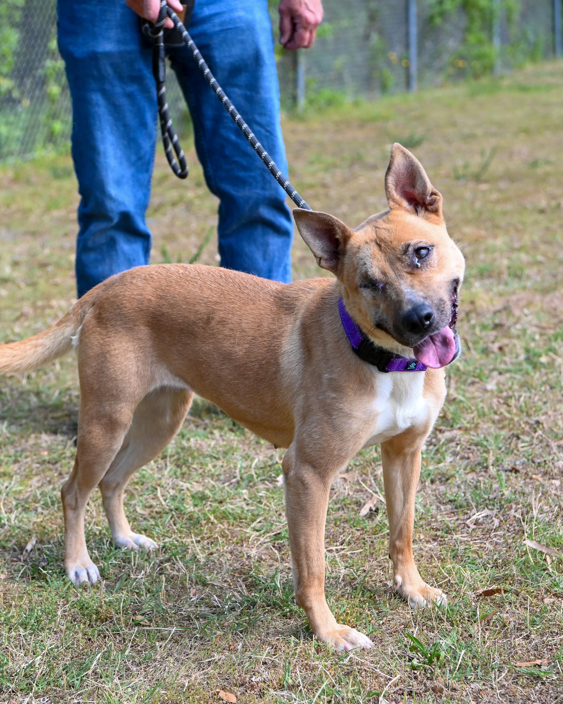 Enlarge Rica, an adoptable mixed breed in Petersburg, VA image 1/6