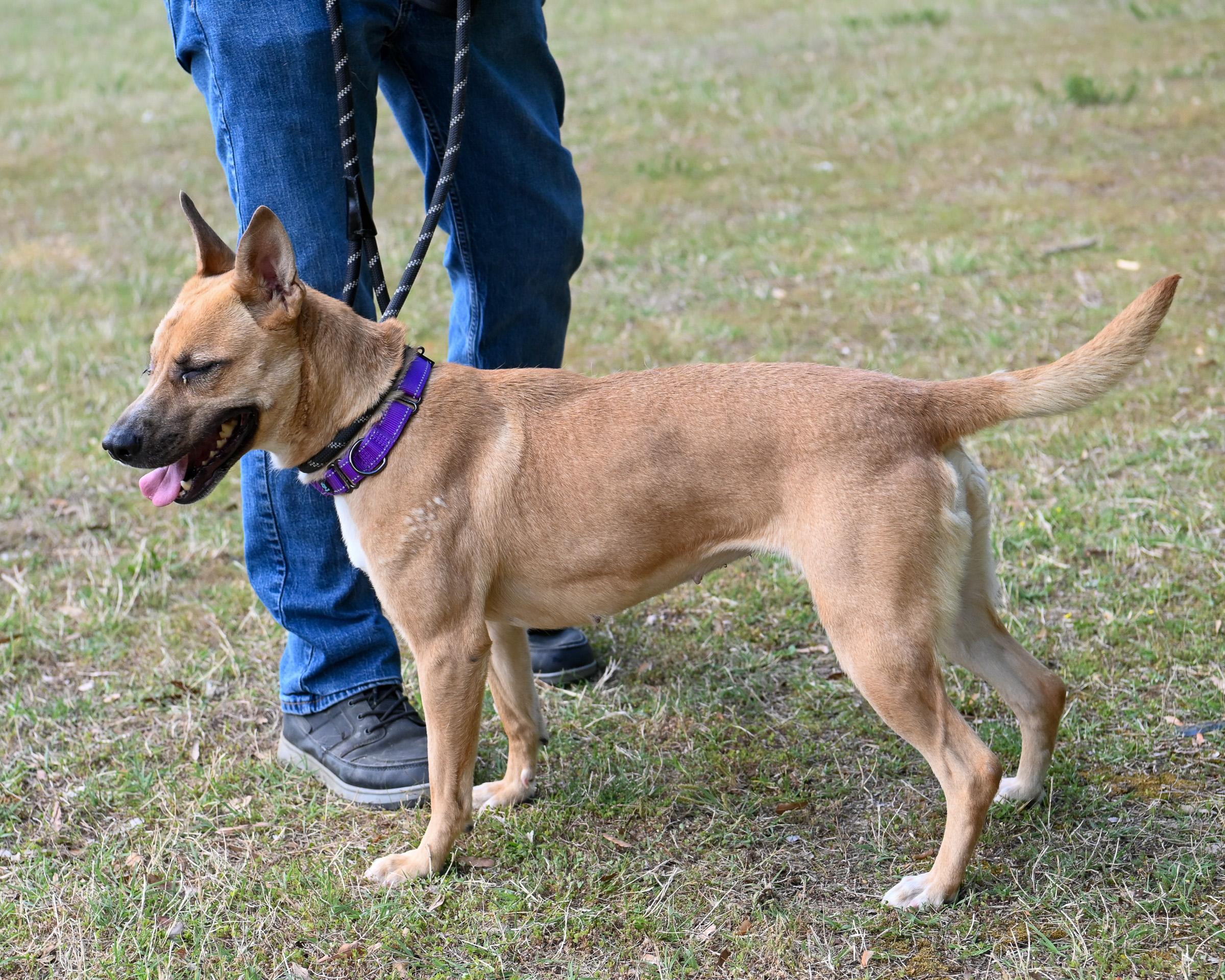Enlarge Rica, an adoptable mixed breed in Petersburg, VA image 5/6