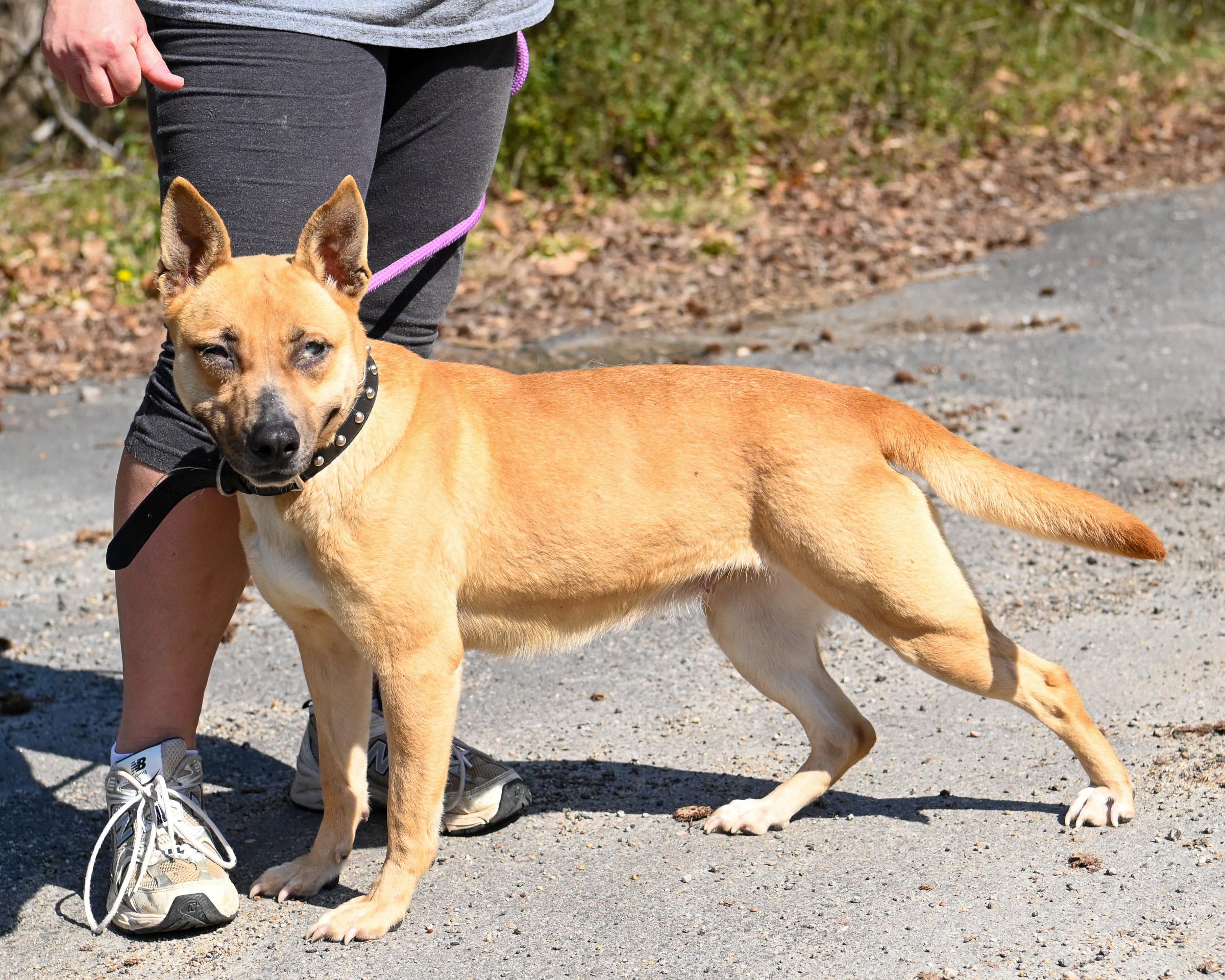 Enlarge Rica, a ADOPTABLE mixed breed in Petersburg, VA image 4/6