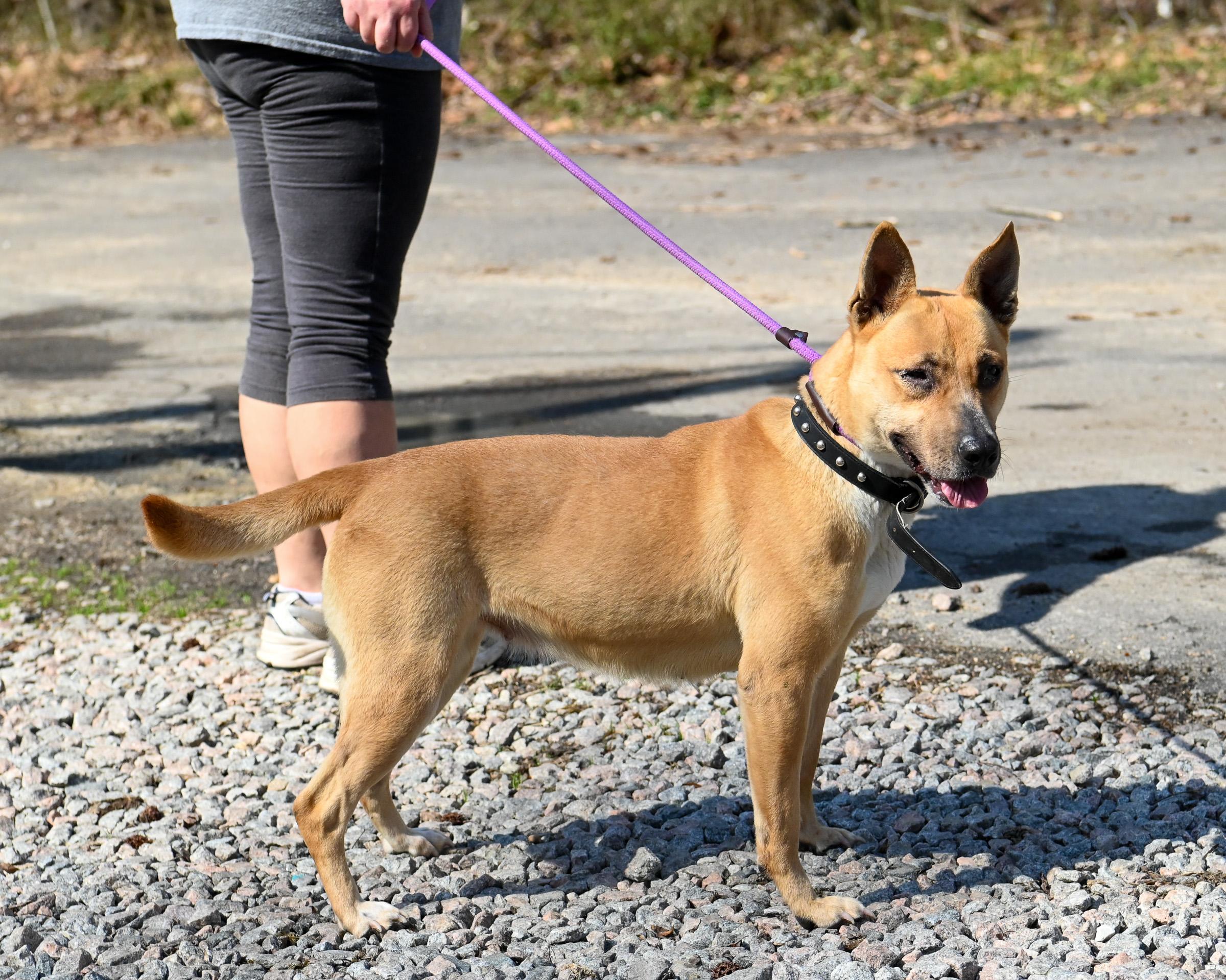 Enlarge Rica, a ADOPTABLE mixed breed in Petersburg, VA image 2/6
