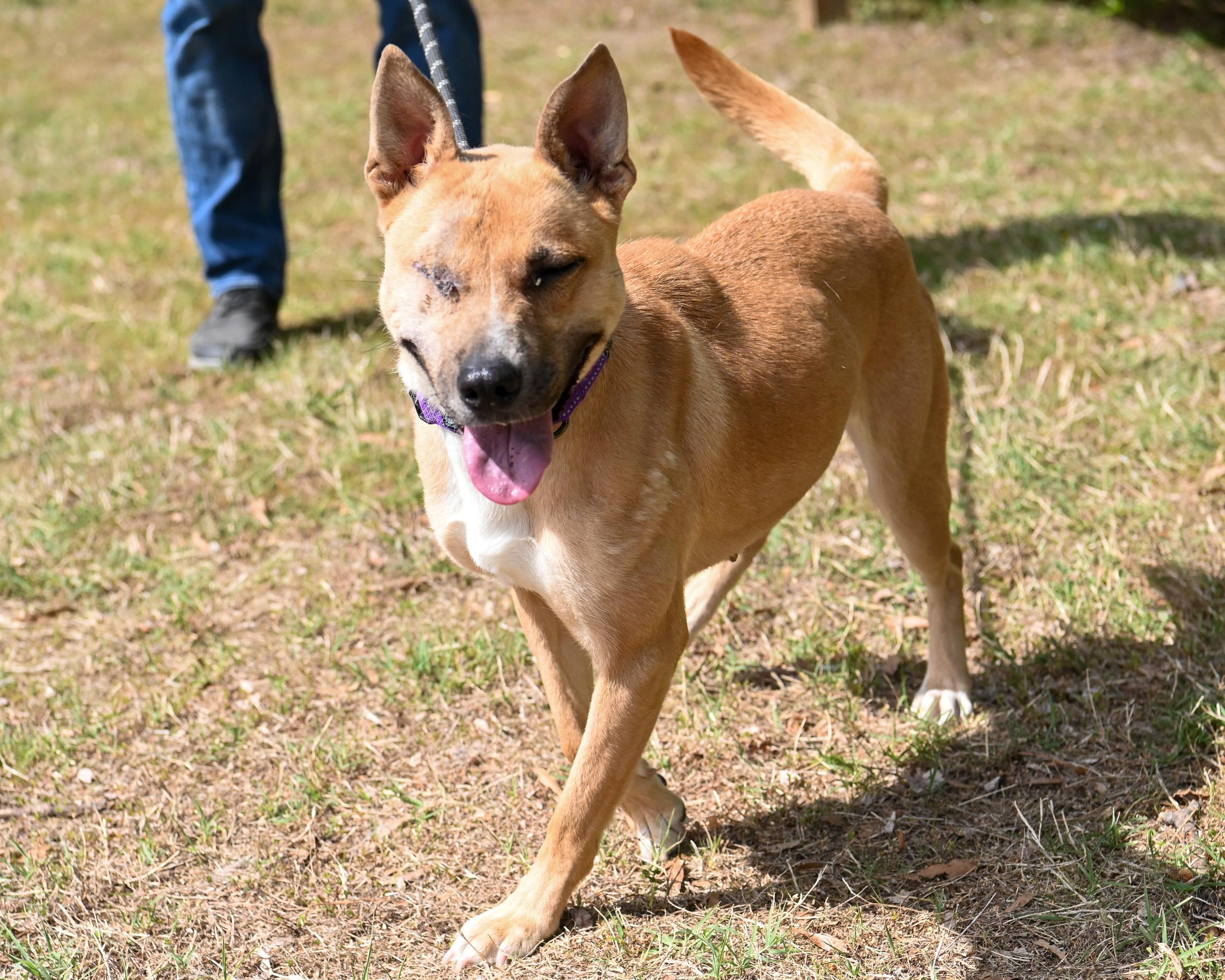 Enlarge Rica, an adoptable mixed breed in Petersburg, VA image 3/6