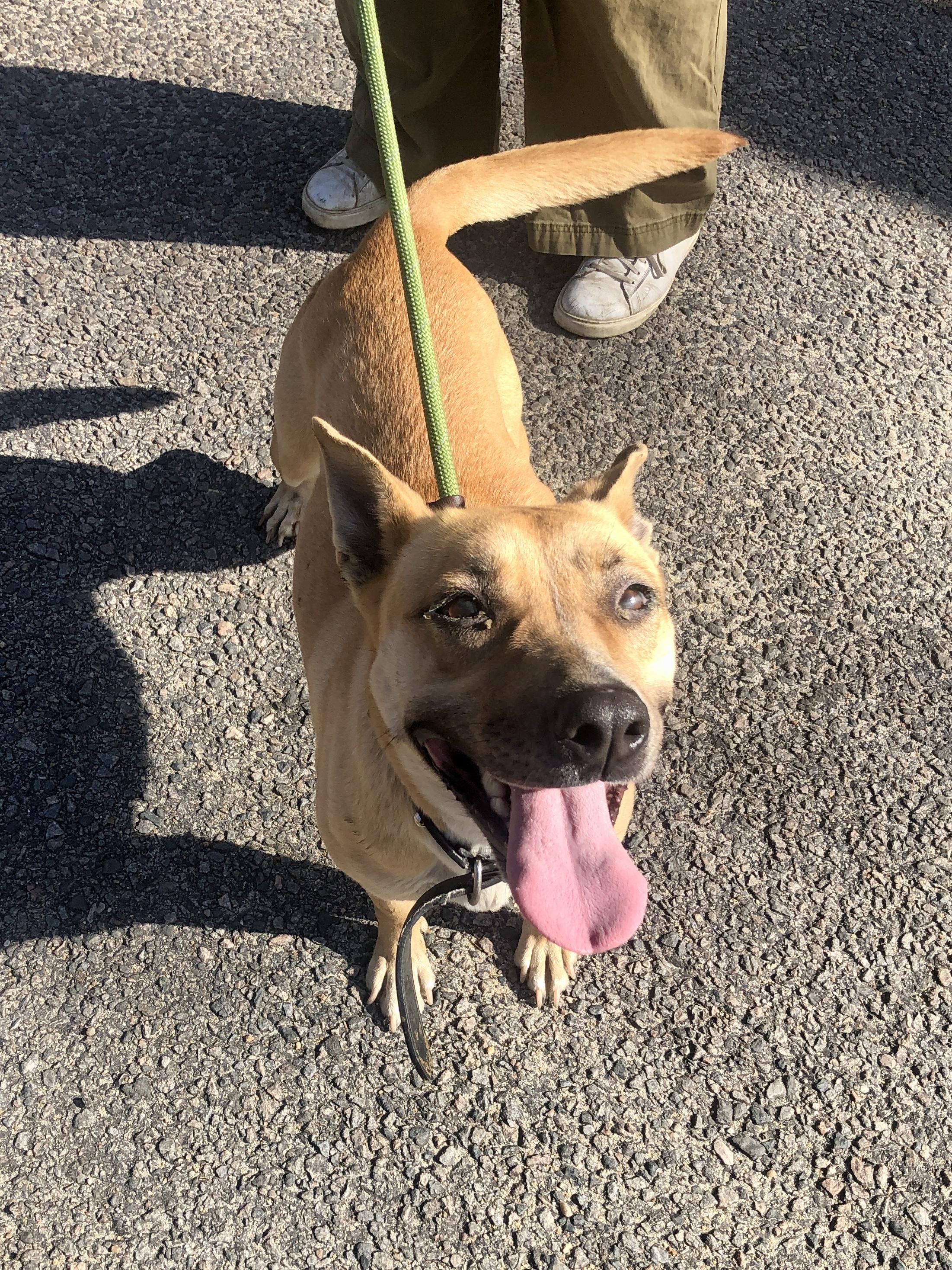 Enlarge Rica, a ADOPTABLE mixed breed in Petersburg, VA image 6/6