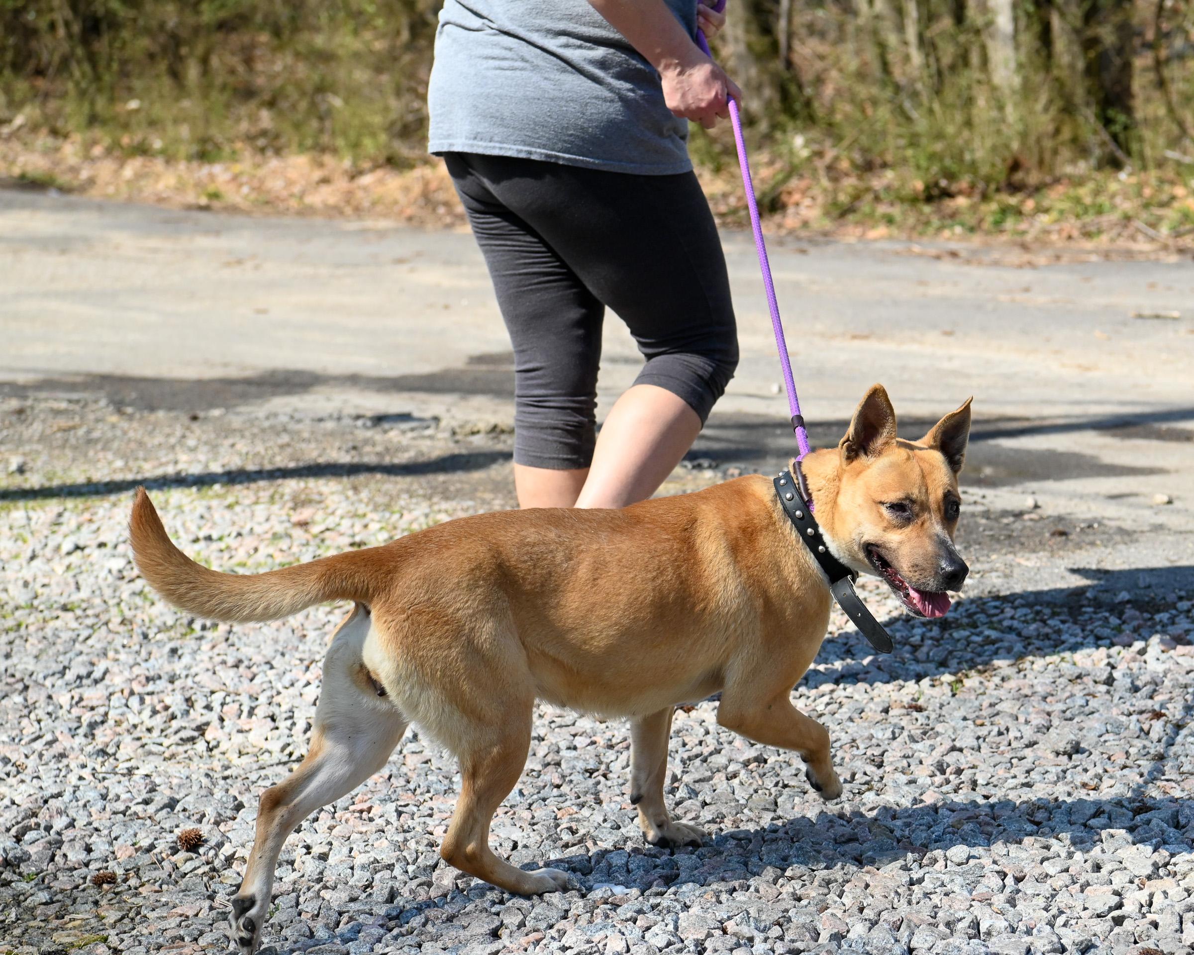 Enlarge Rica, a ADOPTABLE mixed breed in Petersburg, VA image 5/6