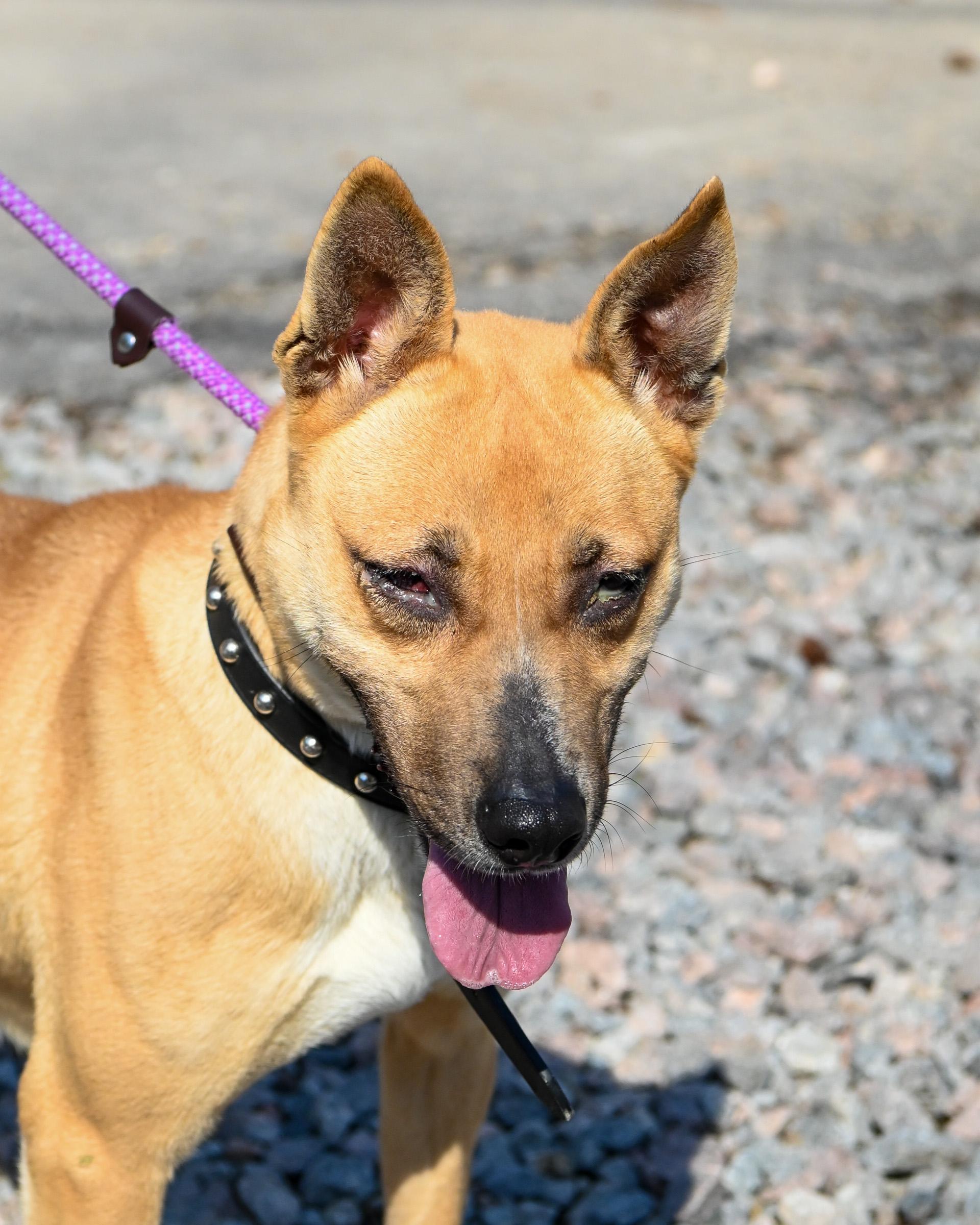 Enlarge Rica, a ADOPTABLE mixed breed in Petersburg, VA image 1/6